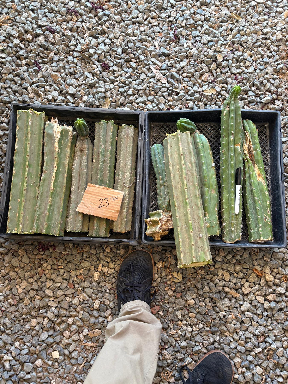 #EC258 EXACT Trichocereus Pachanoi PC Super TLC Cactus CUTTING Lot 25 pounds-Cactus - Large - Exact-The Succulent Source