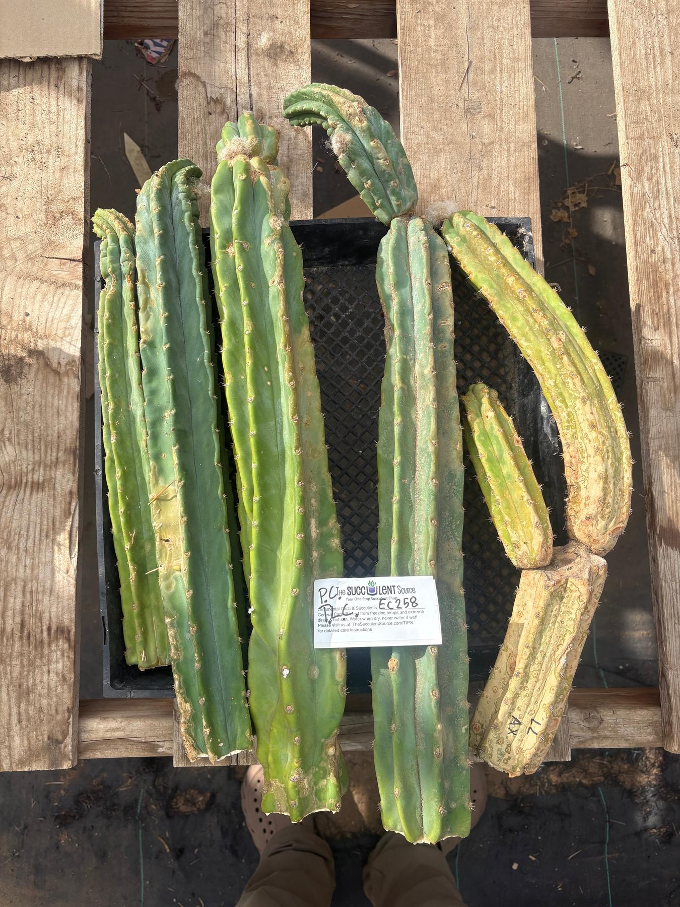 #EC258 EXACT Trichocereus Pachanoi PC TLC Cactus CUTTING Lot-Cactus - Large - Exact-The Succulent Source