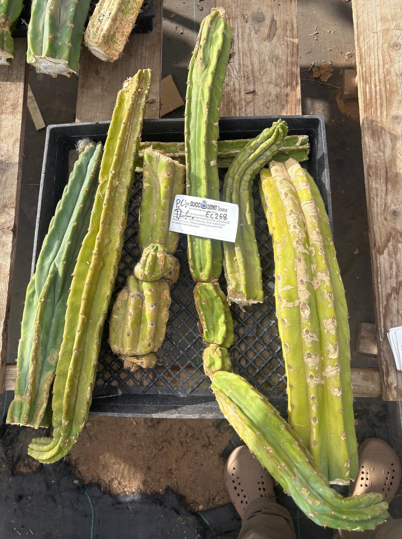 #EC258 EXACT Trichocereus Pachanoi PC TLC Cactus CUTTING Lot-Cactus - Large - Exact-The Succulent Source