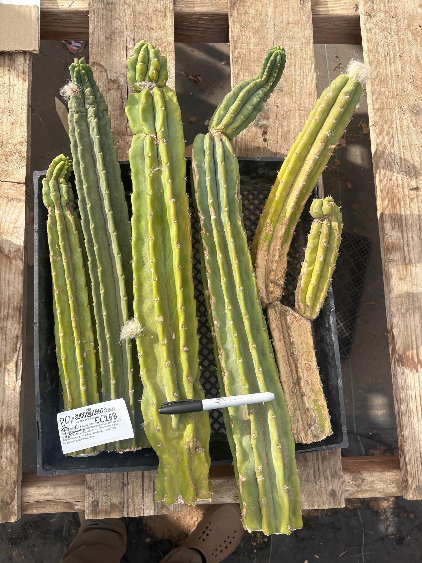 #EC258 EXACT Trichocereus Pachanoi PC TLC Cactus CUTTING Lot-Cactus - Large - Exact-The Succulent Source