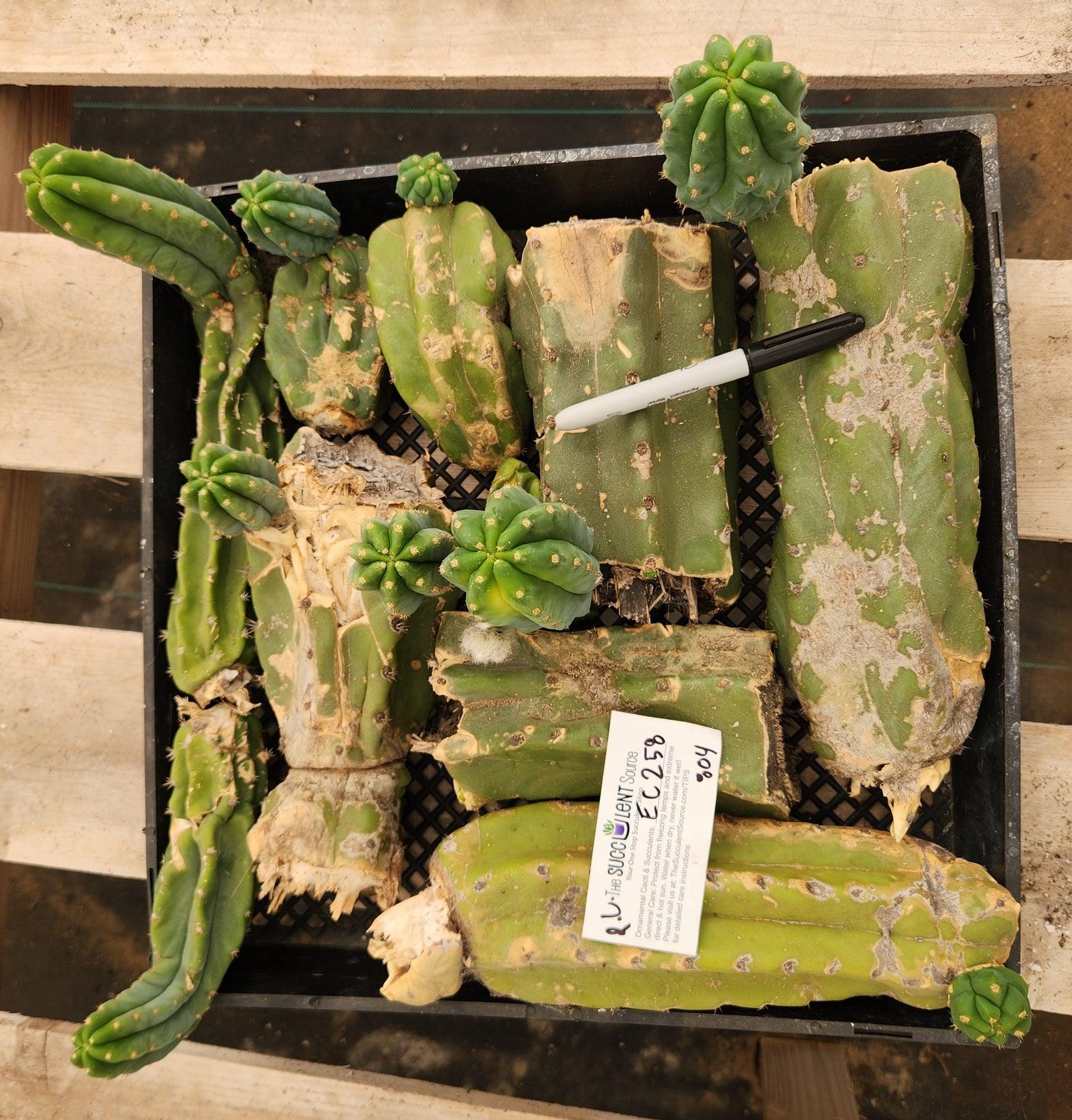 #EC258 EXACT Trichocereus Pachanoi PC TLC Ornamental Cactus CUTTING LOT-Cactus - Large - Exact-The Succulent Source