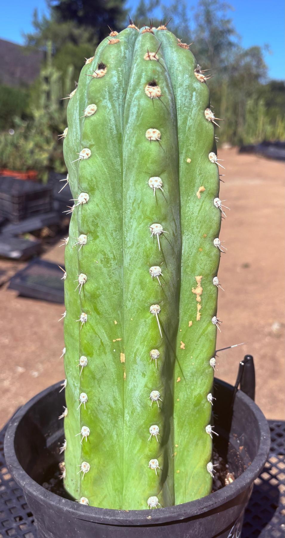 #EC259 EXACT Trichocereus Peruvianus TSSBP Ornamental Cactus 13.5”-Cactus - Large - Exact-The Succulent Source