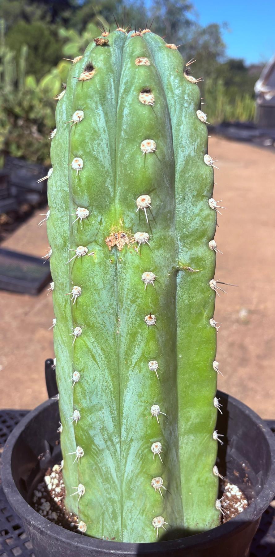 #EC259 EXACT Trichocereus Peruvianus TSSBP Ornamental Cactus 13.5”-Cactus - Large - Exact-The Succulent Source