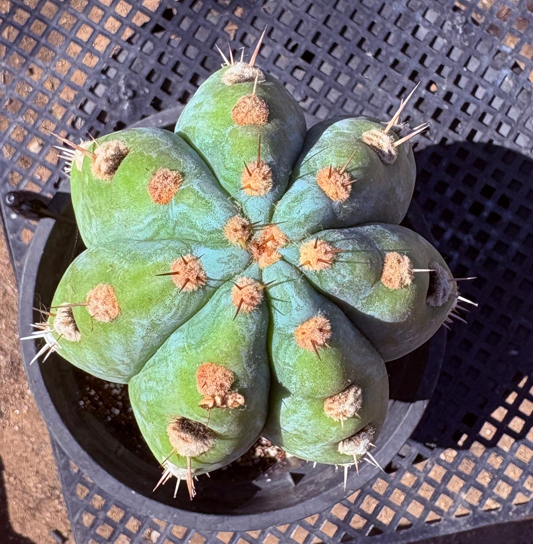 #EC259 EXACT Trichocereus Peruvianus TSSBP Ornamental Cactus 13.5”-Cactus - Large - Exact-The Succulent Source