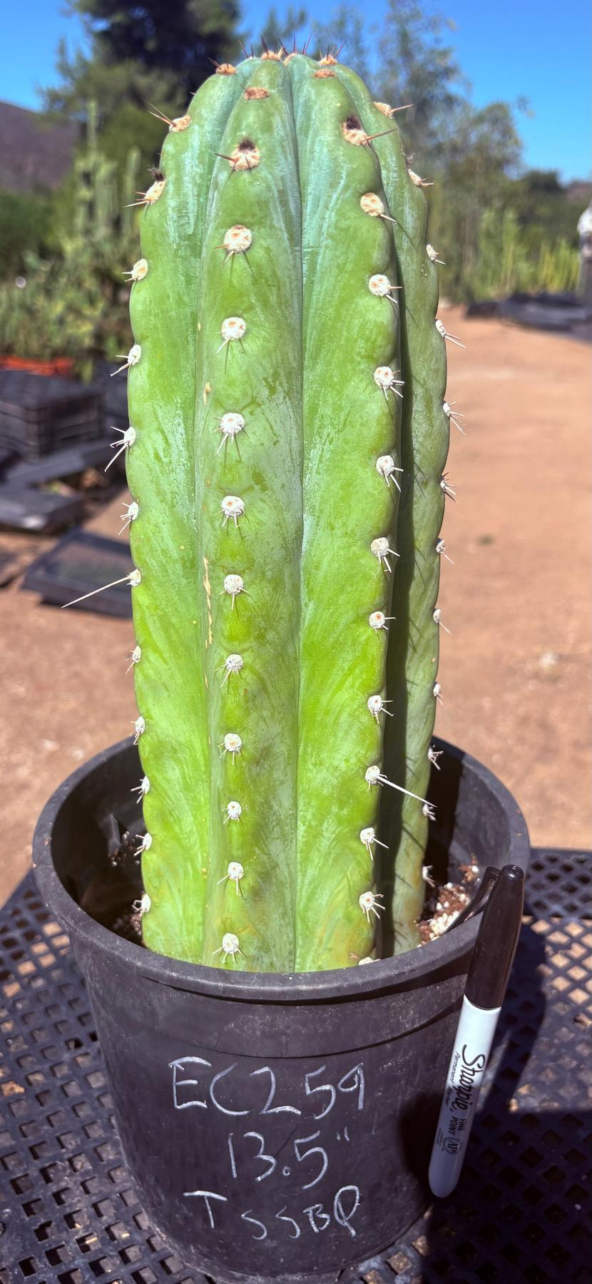 #EC259 EXACT Trichocereus Peruvianus TSSBP Ornamental Cactus 13.5”-Cactus - Large - Exact-The Succulent Source