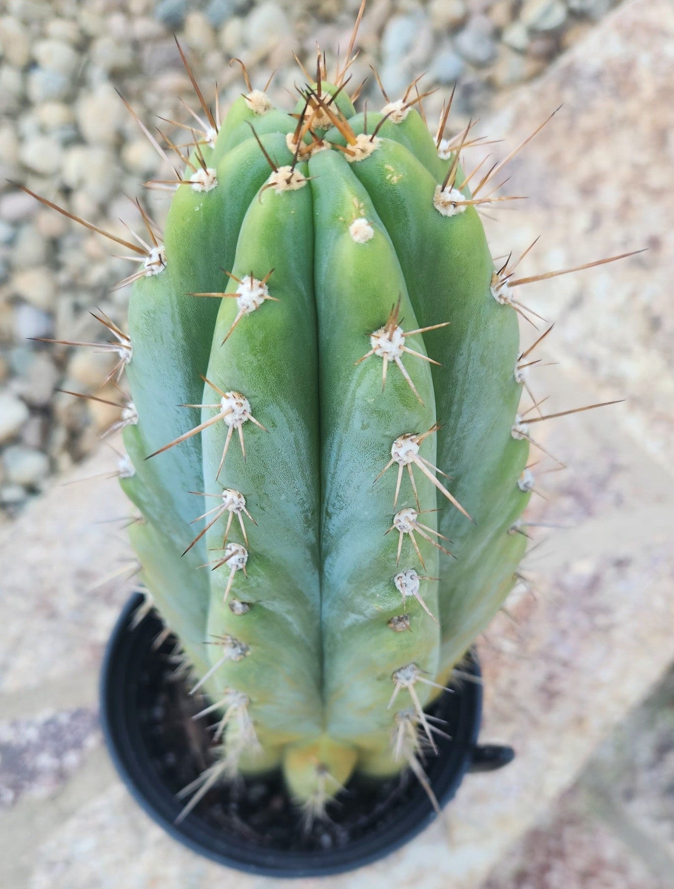 #EC259 EXACT Trichocereus Peruvianus TSSBP Ornamental Cactus 14"-Cactus - Large - Exact-The Succulent Source