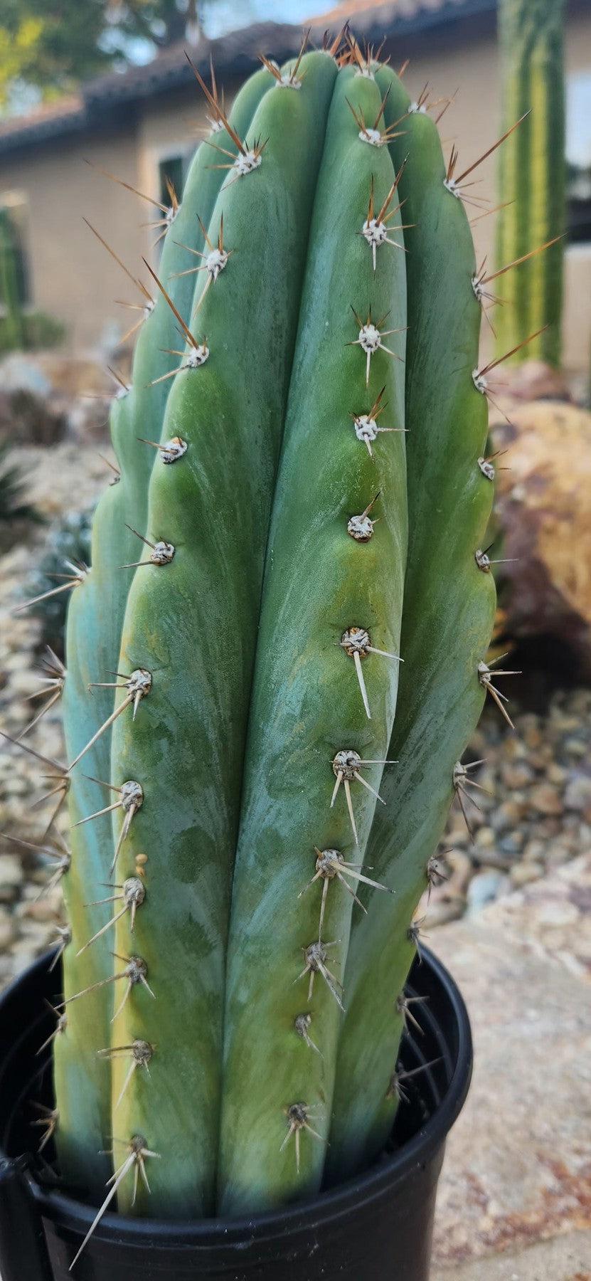 #EC259 EXACT Trichocereus Peruvianus TSSBP Ornamental Cactus 14"-Cactus - Large - Exact-The Succulent Source