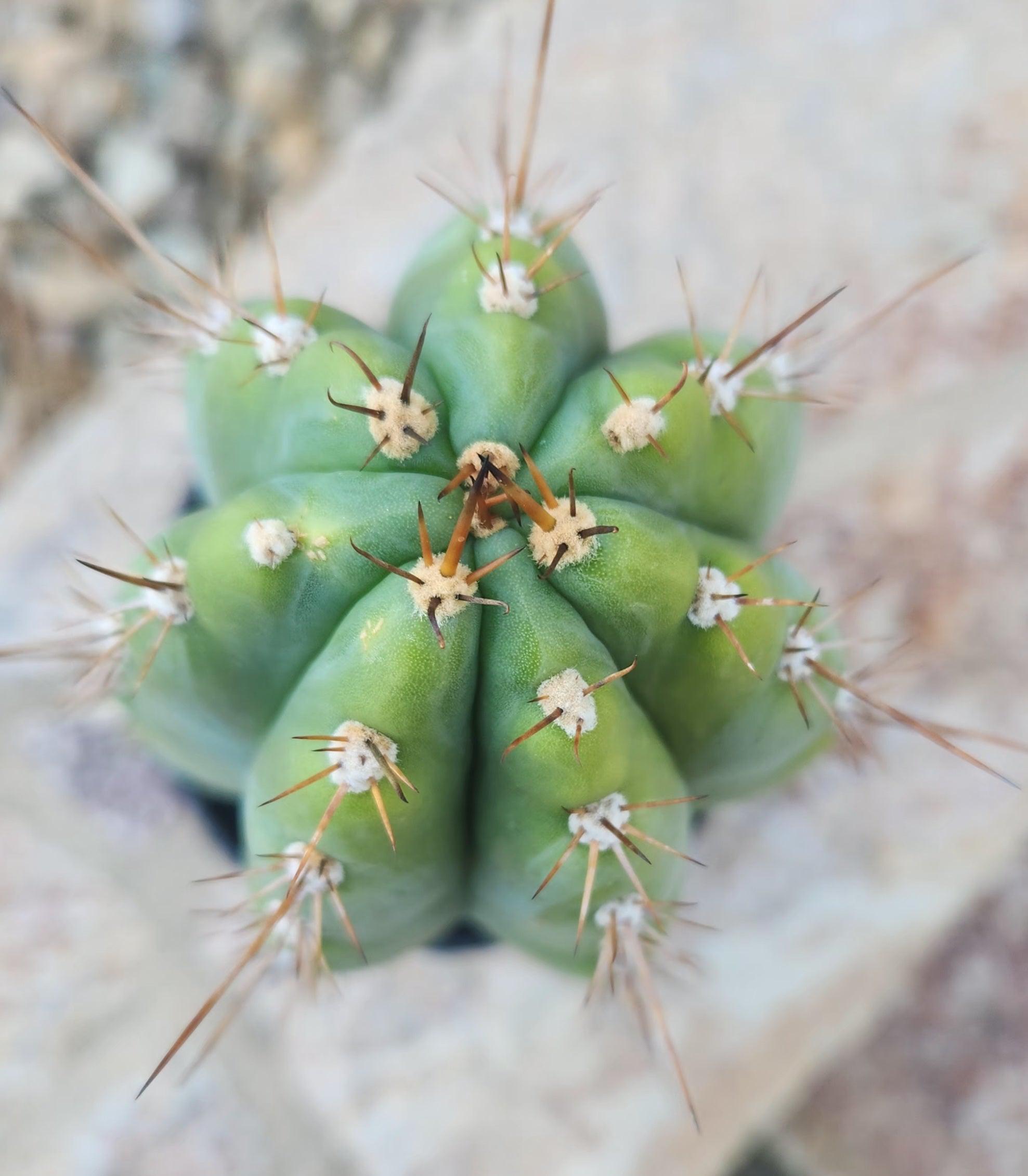 #EC259 EXACT Trichocereus Peruvianus TSSBP Ornamental Cactus 14"-Cactus - Large - Exact-The Succulent Source