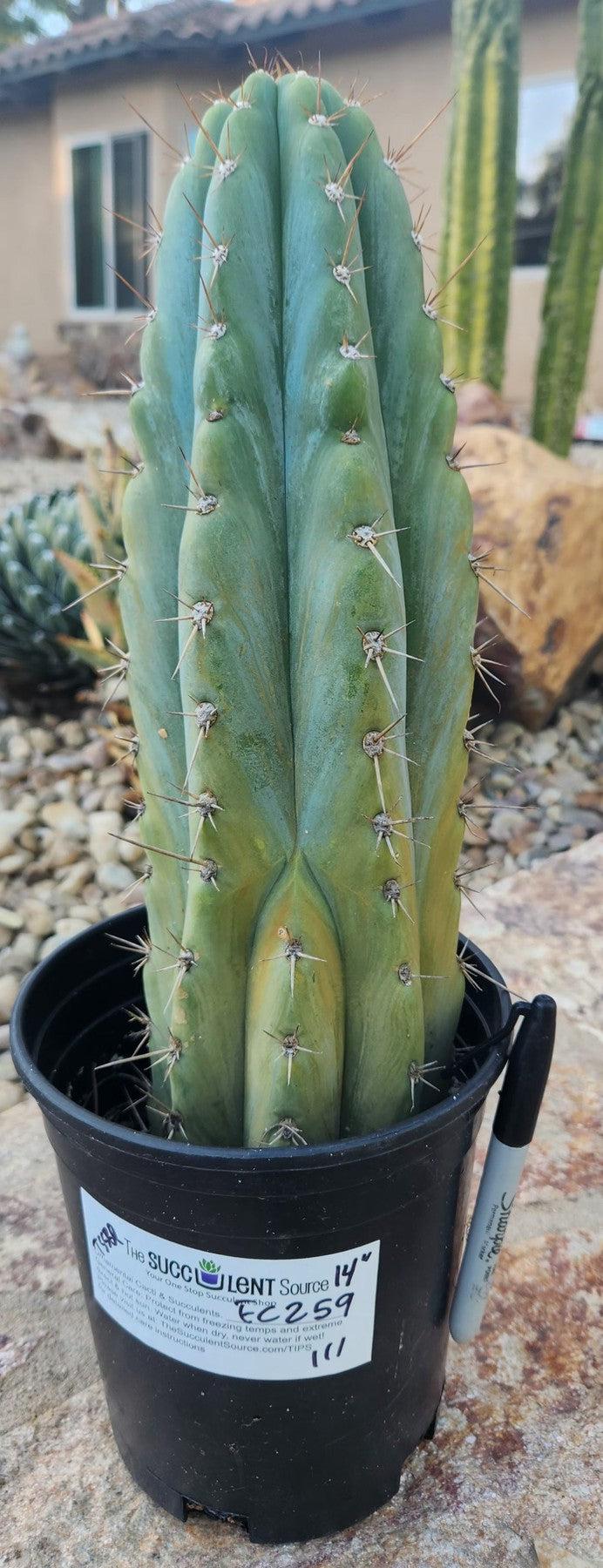 #EC259 EXACT Trichocereus Peruvianus TSSBP Ornamental Cactus 14"-Cactus - Large - Exact-The Succulent Source