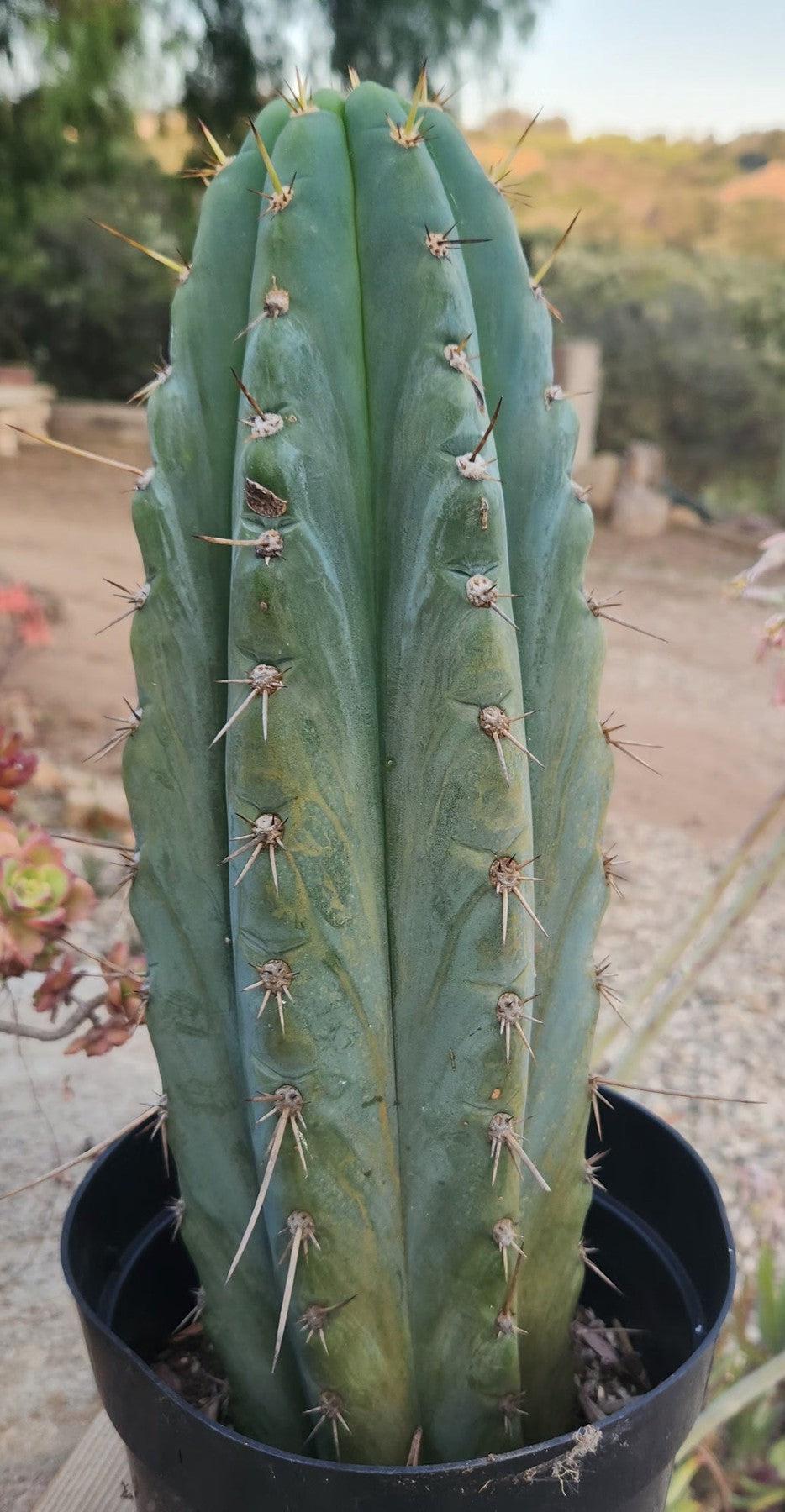 #EC259 EXACT Trichocereus Peruvianus TSSBP Ornamental Cactus 15"-Cactus - Large - Exact-The Succulent Source