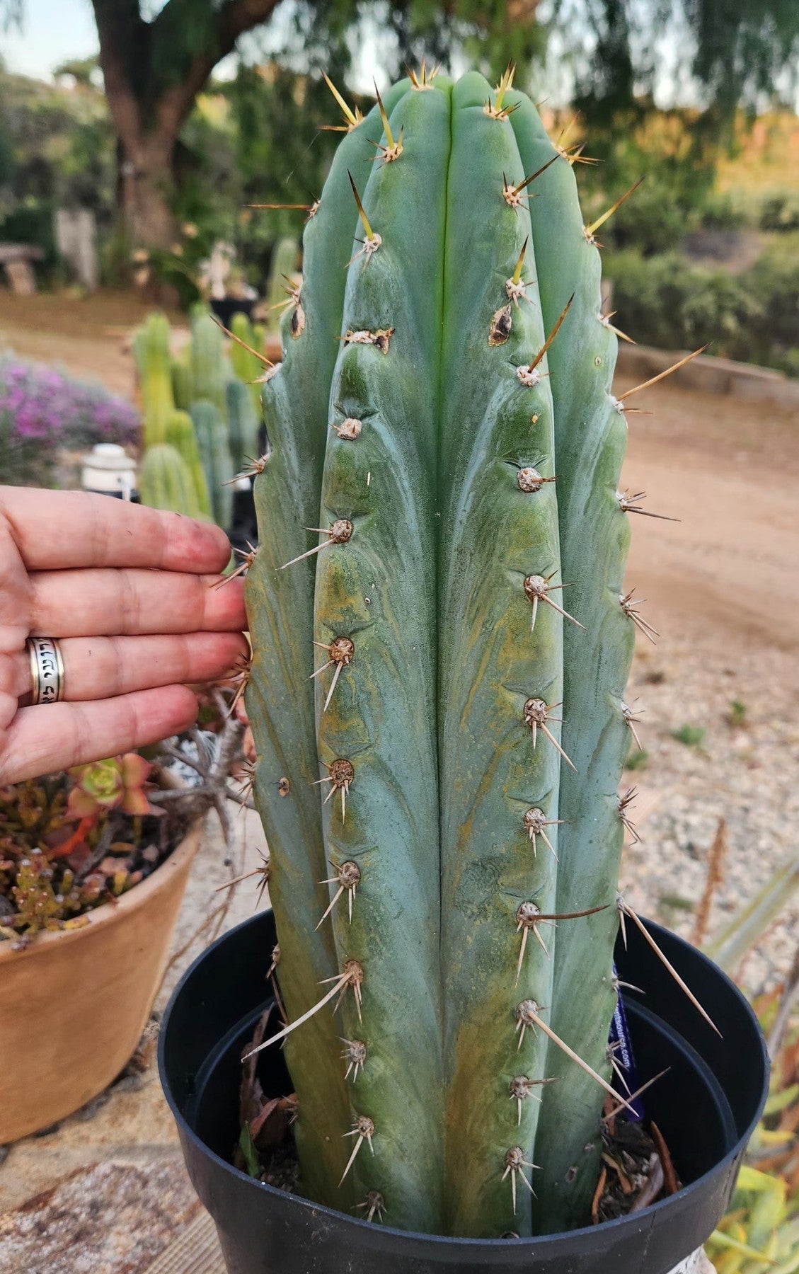 #EC259 EXACT Trichocereus Peruvianus TSSBP Ornamental Cactus 15"-Cactus - Large - Exact-The Succulent Source