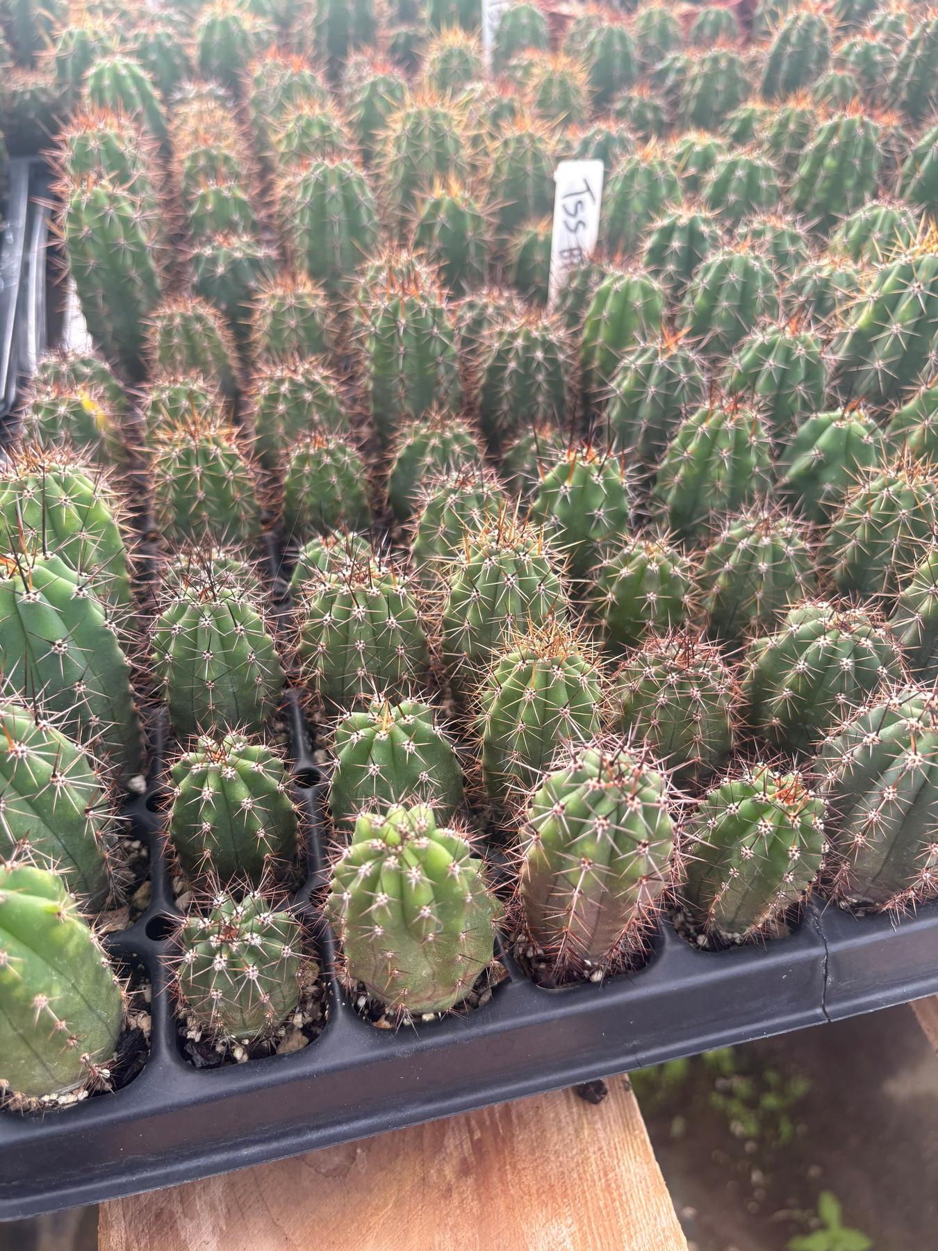 #EC259 Trichocereus Peruvianus TSSBP-OP Cactus Seedlings-Cactus - Large - Exact-The Succulent Source