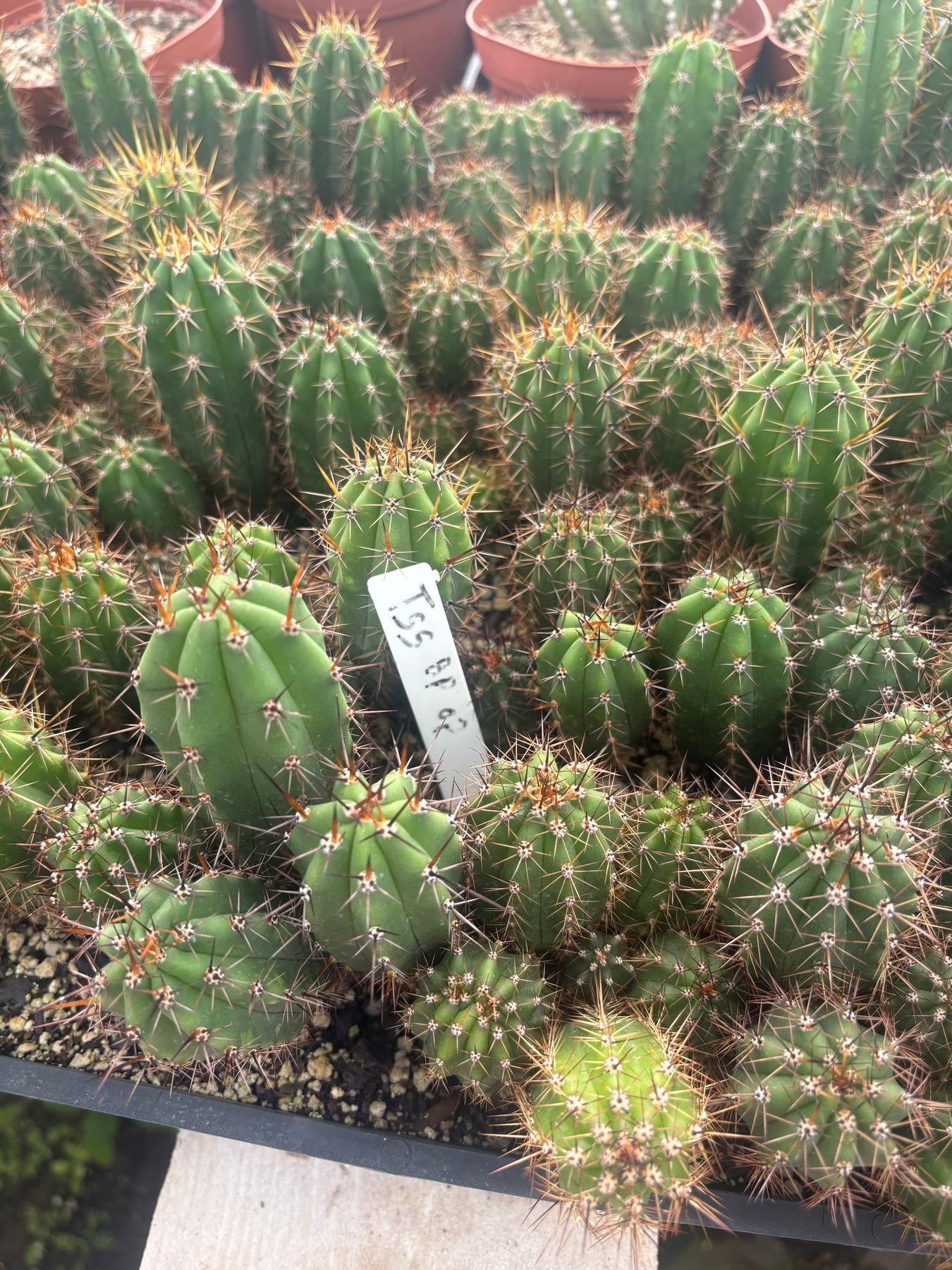 #EC259 Trichocereus Peruvianus TSSBP-OP Cactus Seedlings-Cactus - Large - Exact-The Succulent Source