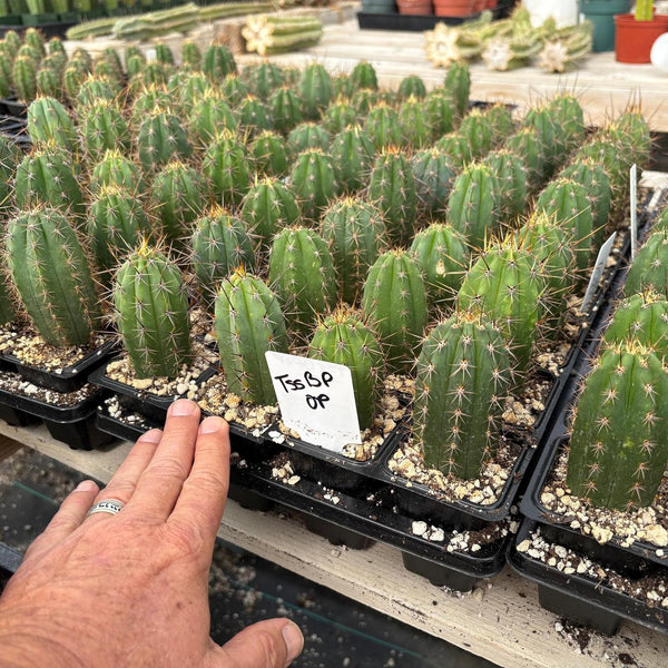 cactus san pedro trae suerte #EC259 Trichocereus Peruvianus TSSBP-OP Cactus Seedlings TSSBP -OP- 1 Seedling in 2.5” container