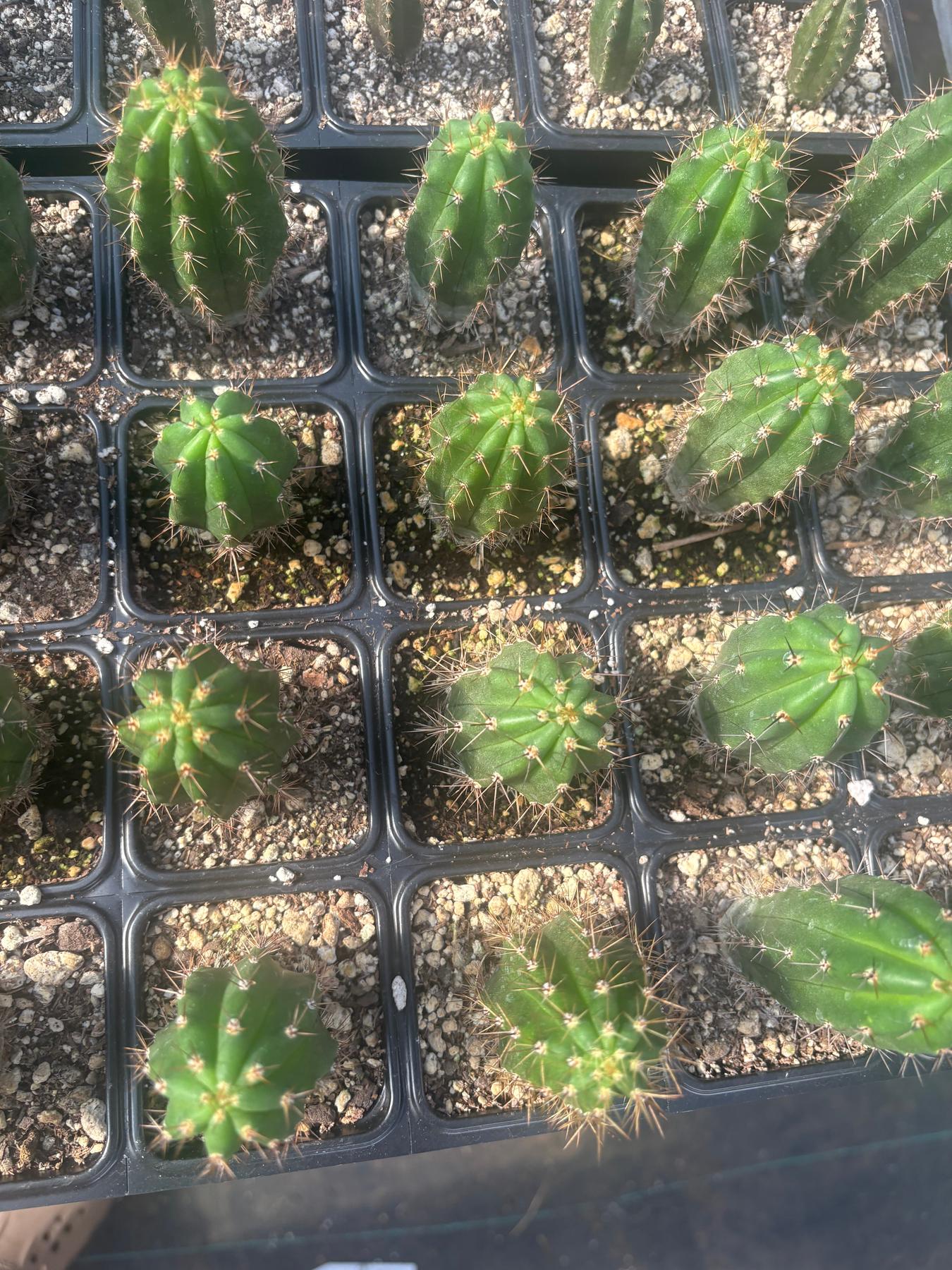 #EC259 Trichocereus Peruvianus TSSBP Cactus approx 3” Seedlings-Cactus - Large - Exact-The Succulent Source