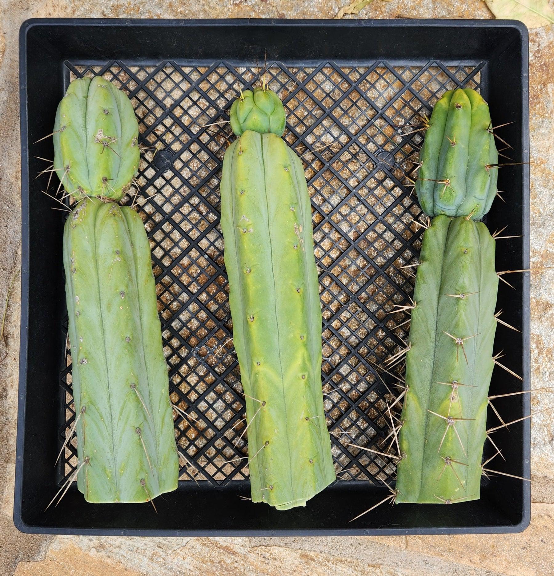 #EC26 EXACT Trichocereus Bridgesii Jiimz Cactus CUTTINGS various sizes-Cactus - Large - Exact-The Succulent Source