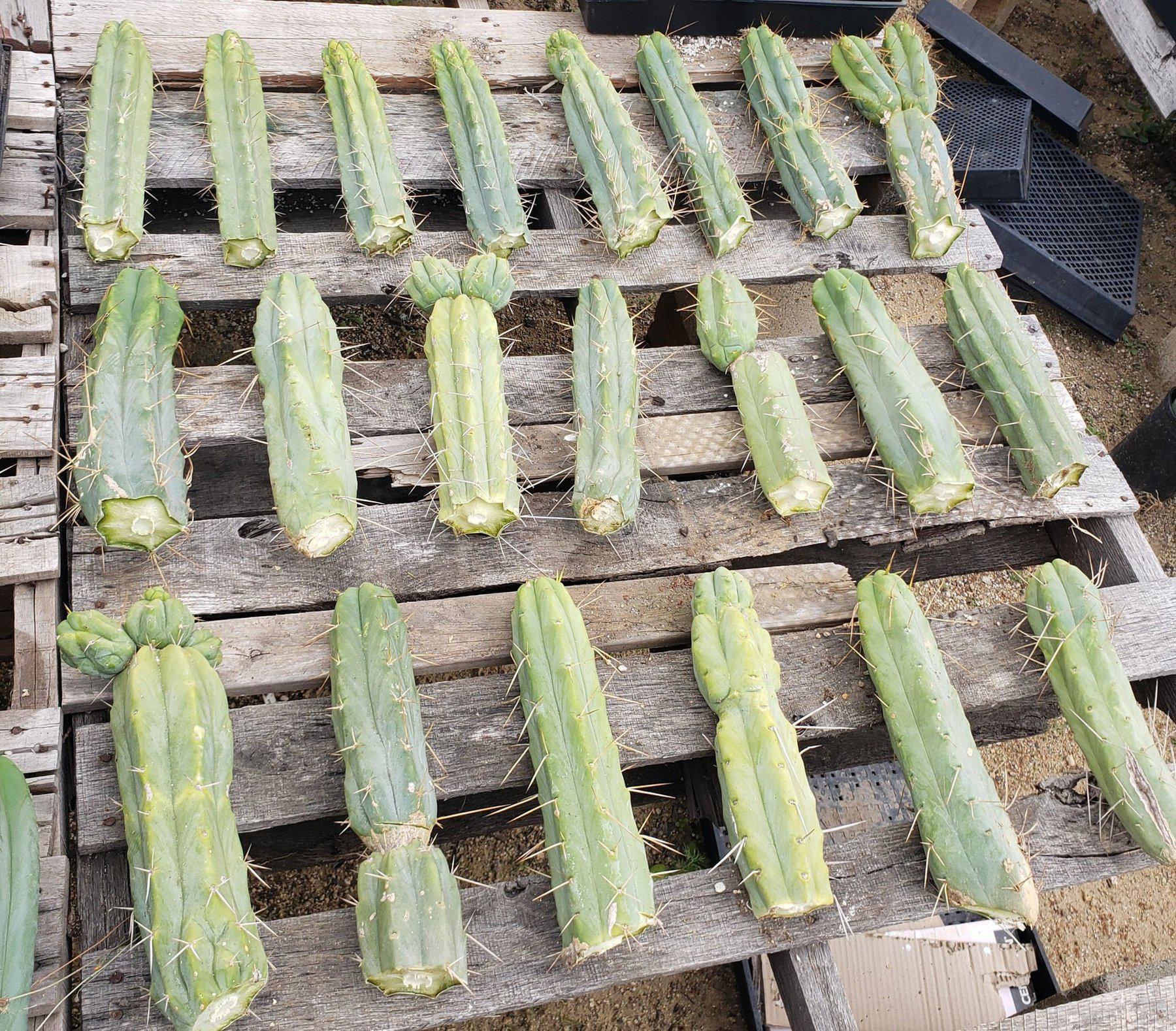 #EC26 EXACT Trichocereus Bridgesii Fatter Cactus CUTTING 12"-Cactus - Large - Exact-The Succulent Source