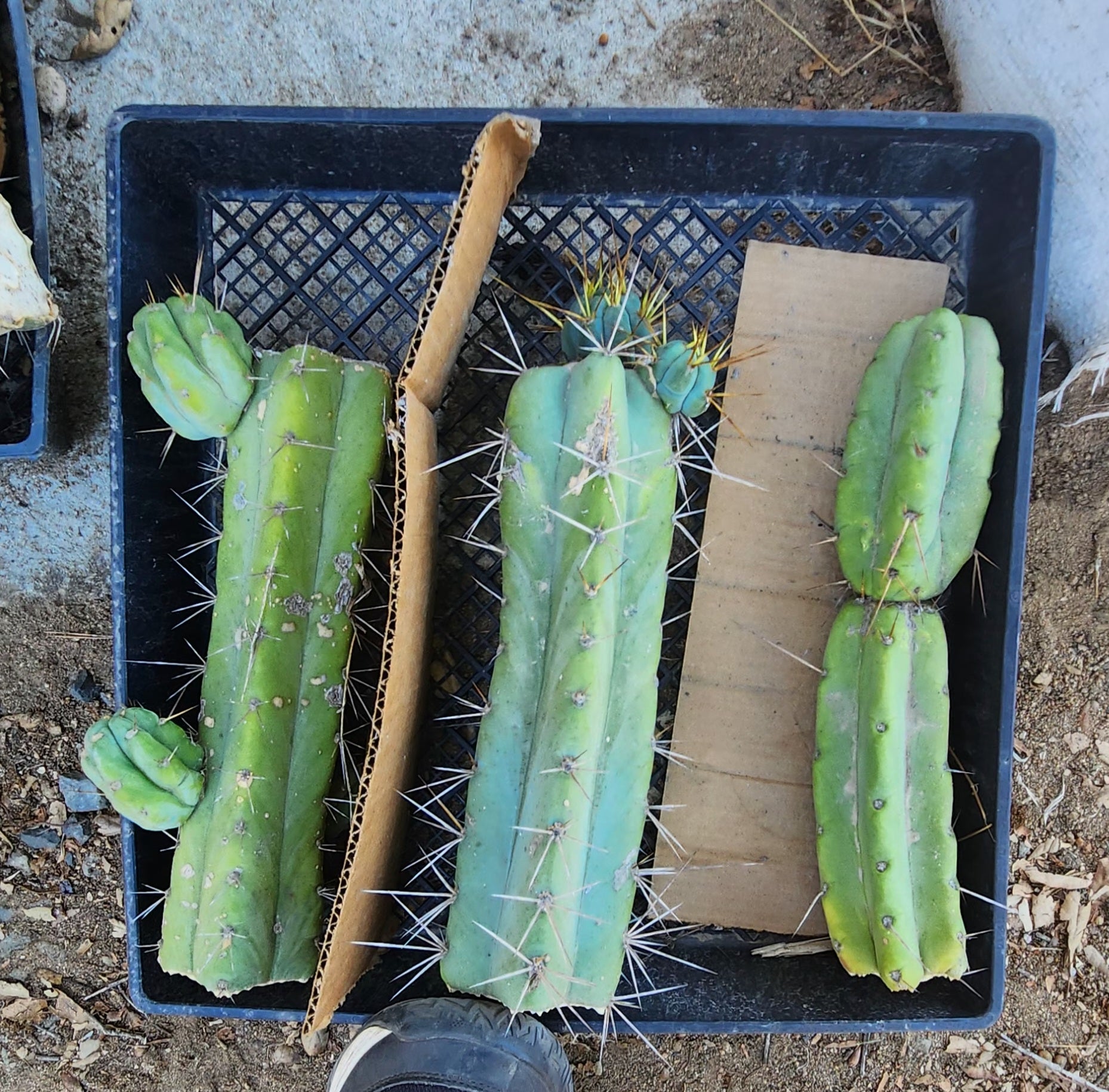 #EC26 EXACT Trichocereus Bridgesii Jiimz Cactus CUTTINGS various sizes-Cactus - Large - Exact-The Succulent Source