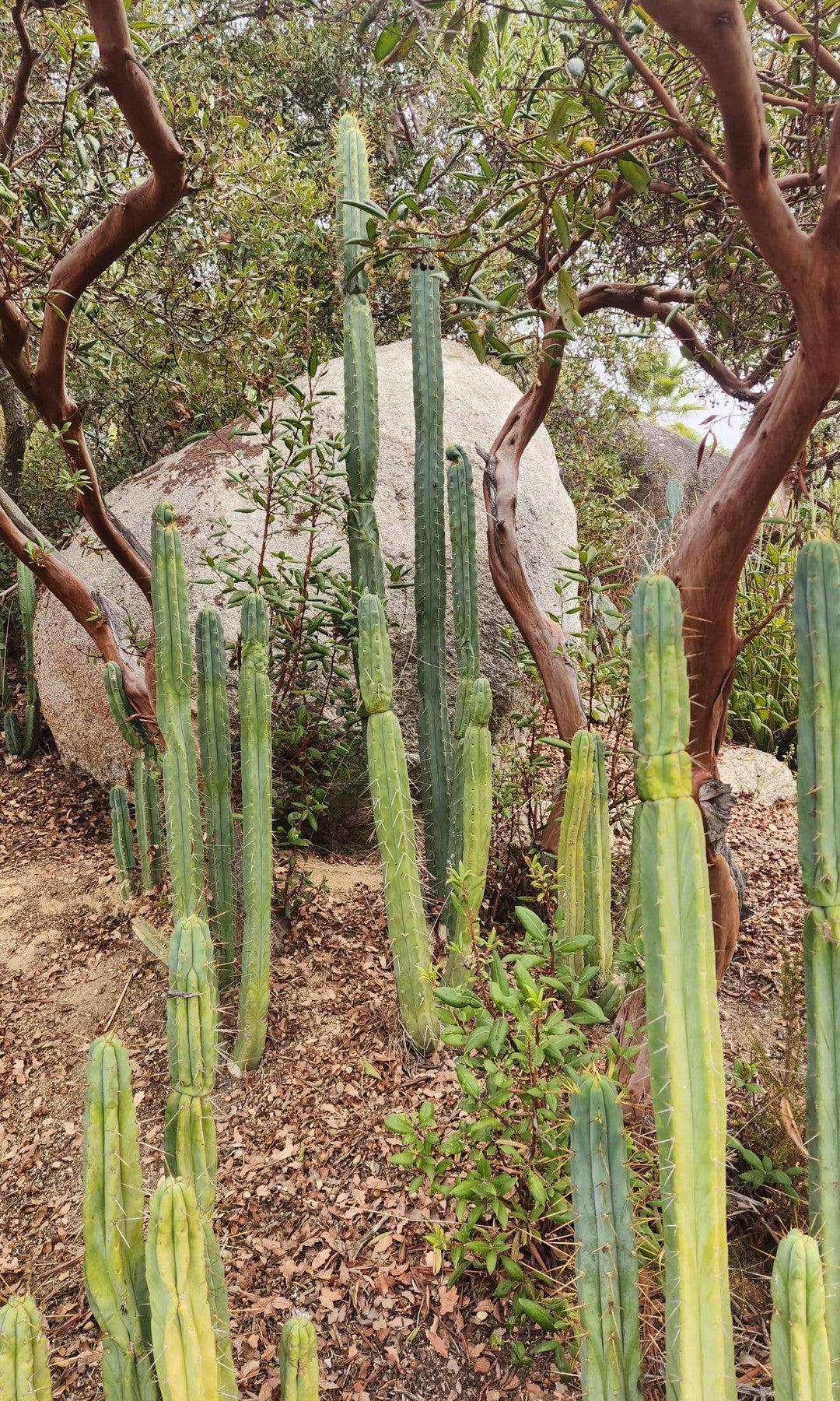 san pedro cactus tucson San Pedro Cactus for Sale Trichocereus