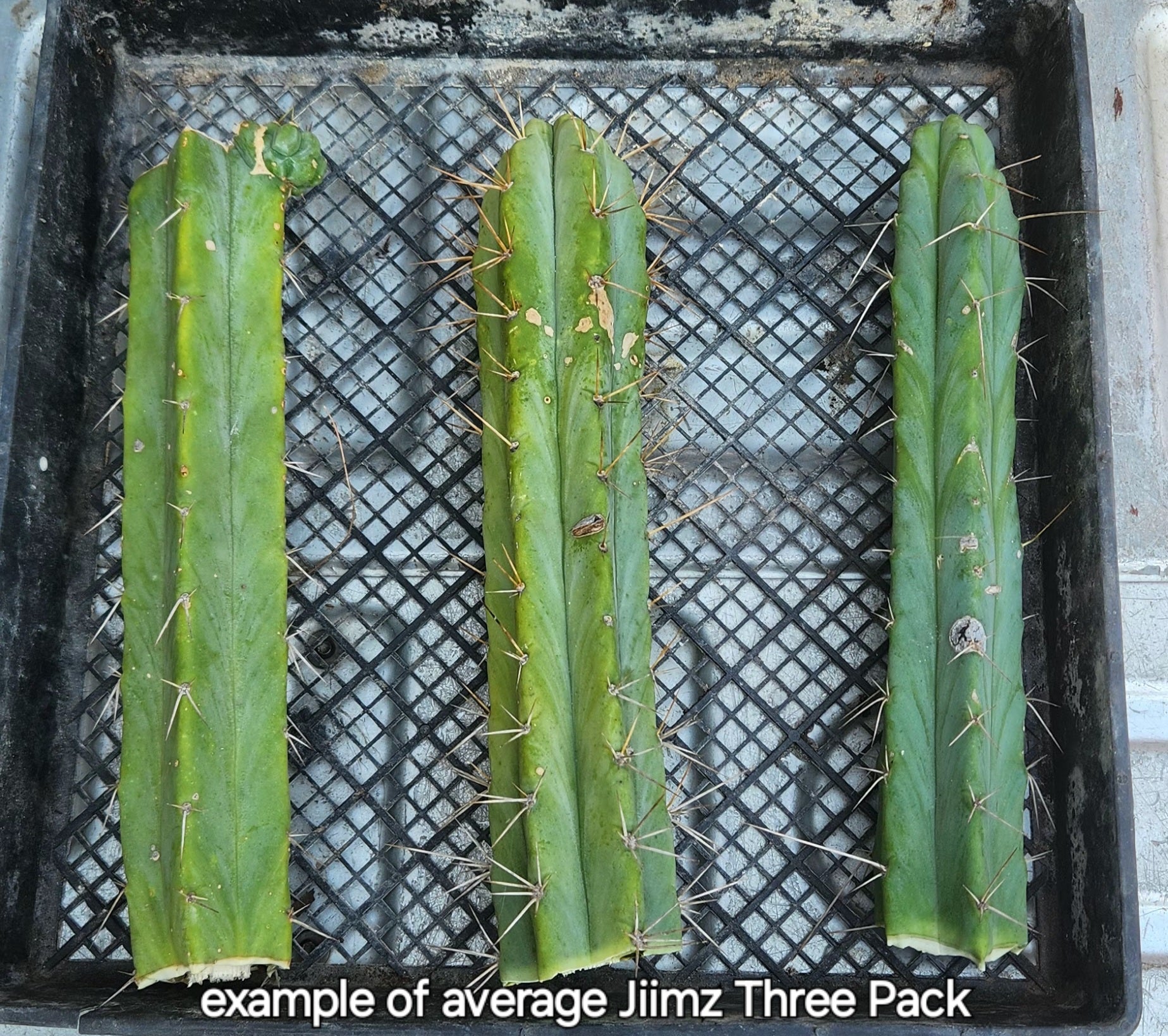 #EC26 EXACT Trichocereus Bridgesii Jiimz Cactus CUTTINGS various sizes-Cactus - Large - Exact-The Succulent Source