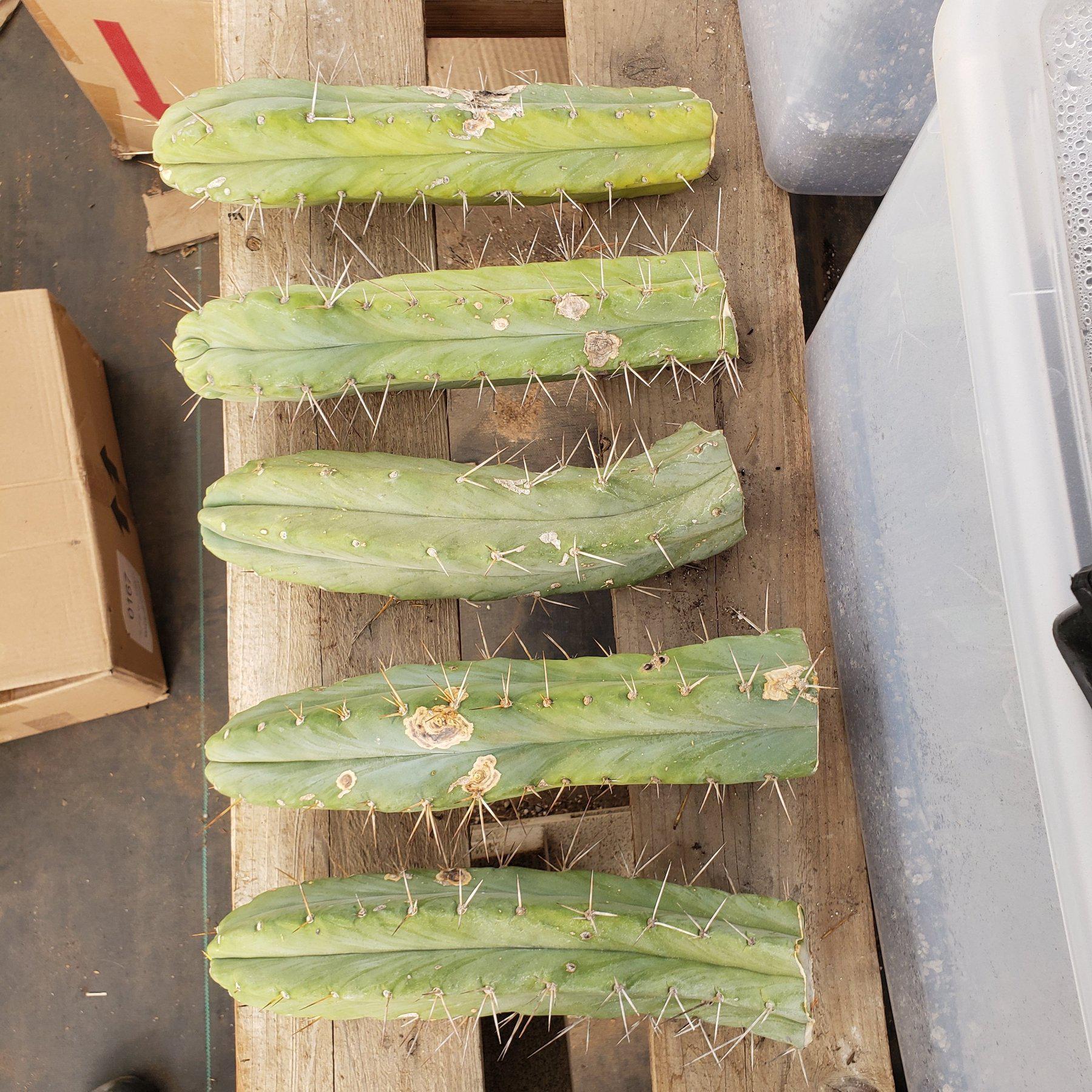 #EC26 EXACT Trichocereus Bridgesii Cactus CUTTINGs 13"-Cactus - Large - Exact-The Succulent Source