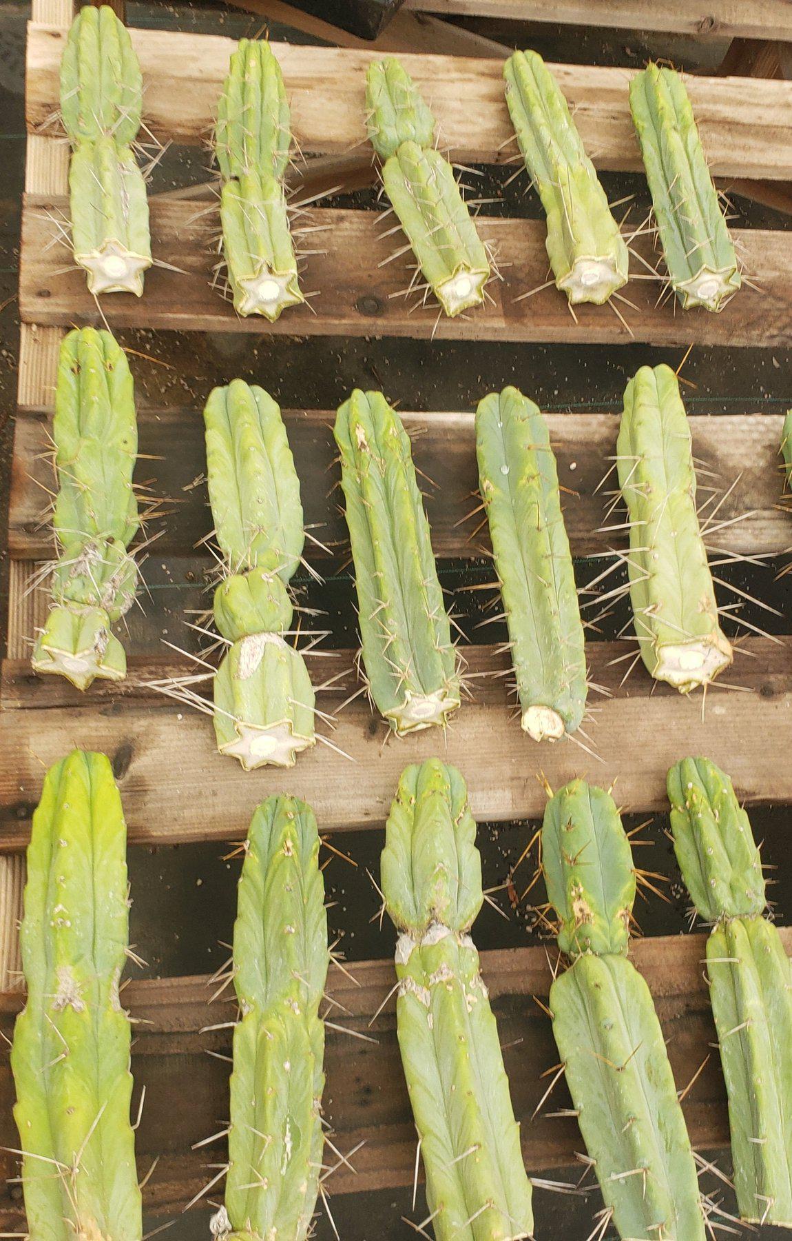 #EC26 EXACT Trichocereus Bridgesii Jiimz Cactus CUTTING 12"-Cactus - Large - Exact-The Succulent Source