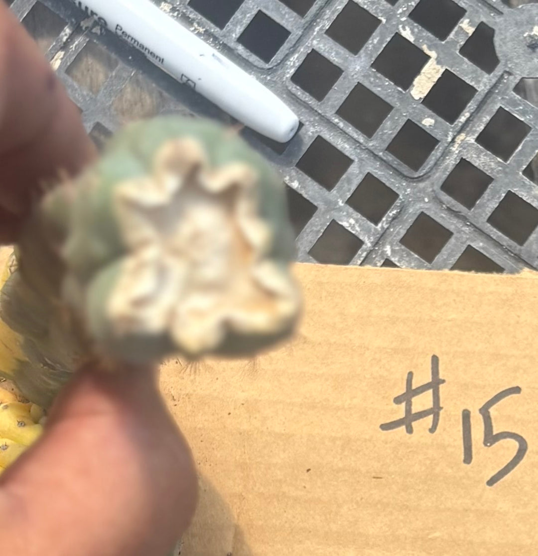 #EC260 EXACT Trichocereus Pachanoi Variegated & Crested Cactus BareRoot-Cactus - Large - Exact-The Succulent Source