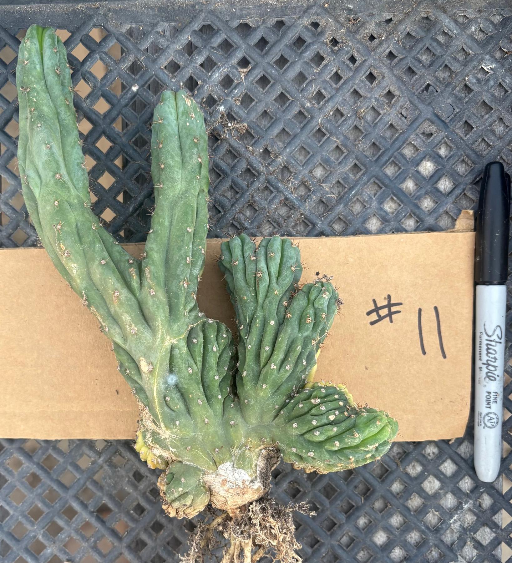 #EC260 EXACT Trichocereus Pachanoi Variegated & Crested Cactus BareRoot-Cactus - Large - Exact-The Succulent Source