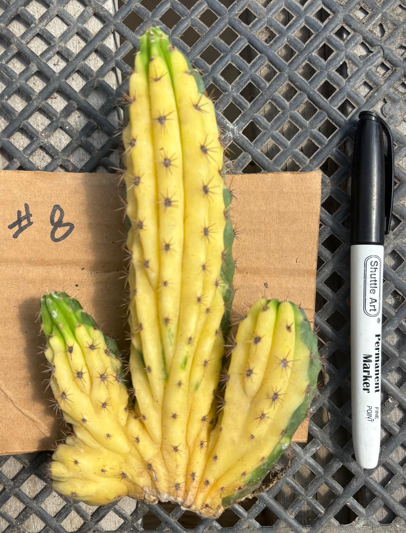 #EC260 EXACT Trichocereus Pachanoi Variegated & Crested Cactus BareRoot-Cactus - Large - Exact-The Succulent Source