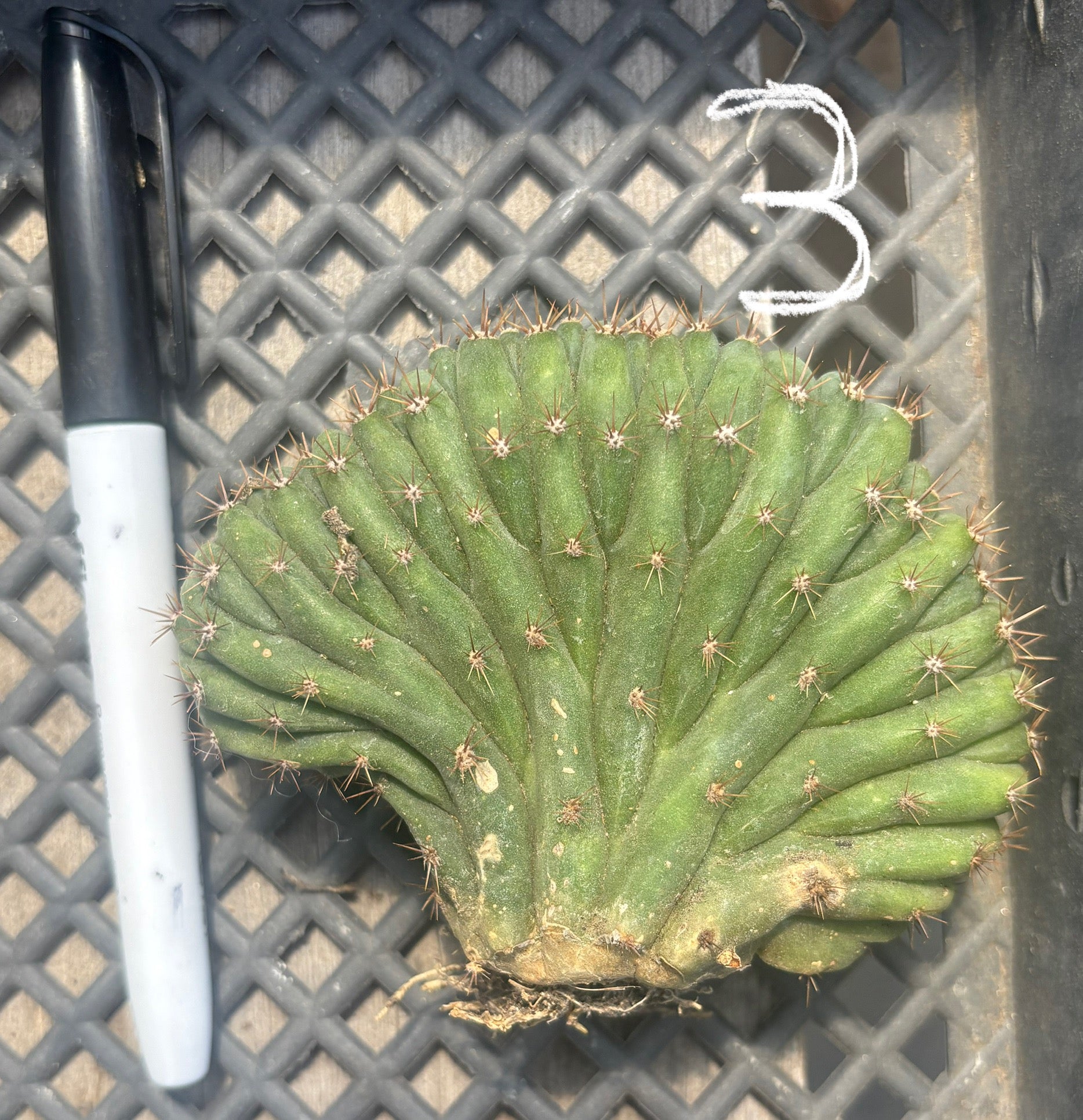 #EC260 EXACT Trichocereus Pachanoi Variegated & Crested Cactus BareRoot-Cactus - Large - Exact-The Succulent Source