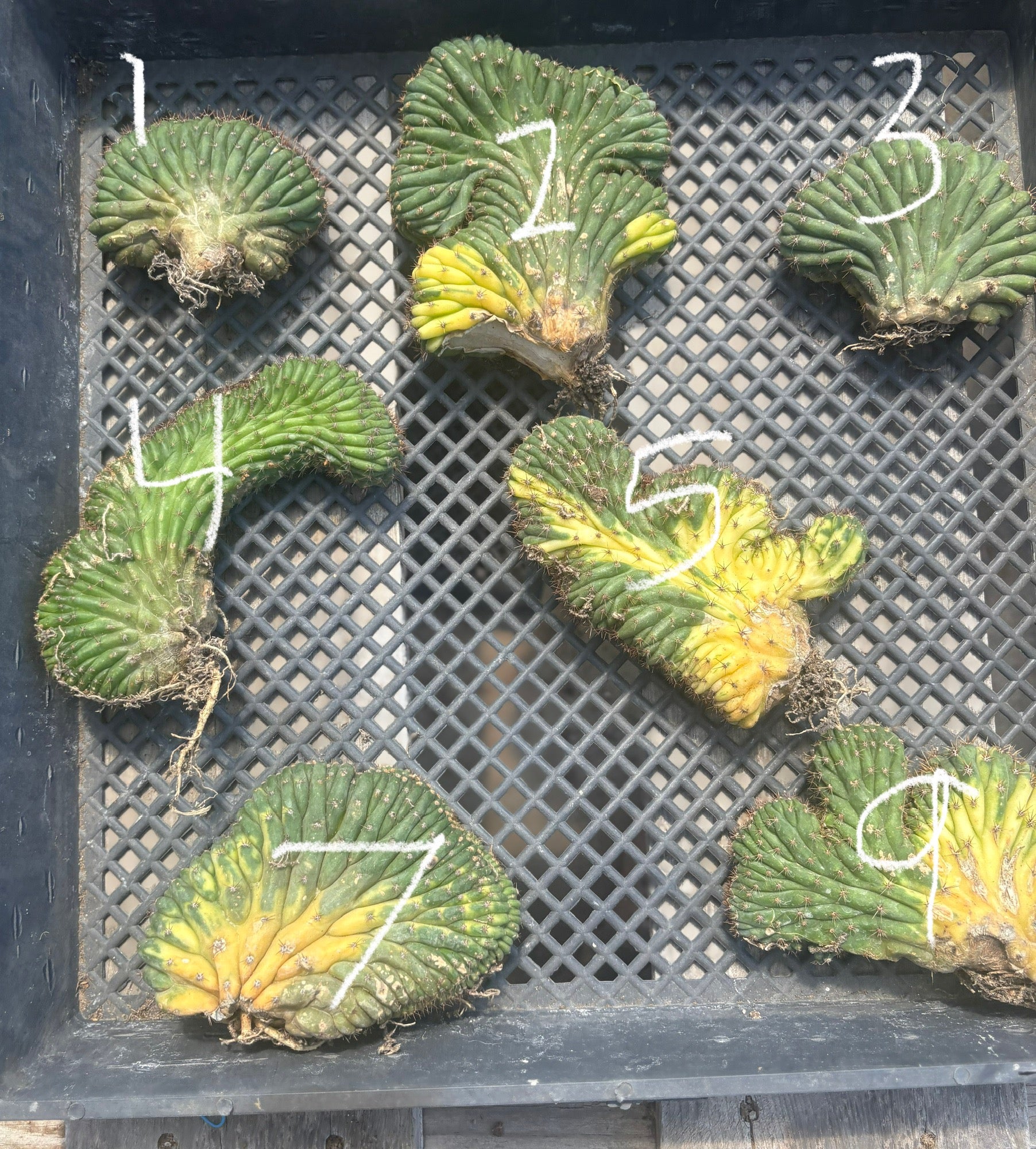 #EC260 EXACT Trichocereus Pachanoi Variegated & Crested Cactus BareRoot-Cactus - Large - Exact-The Succulent Source