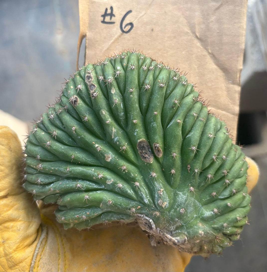 #EC260 EXACT Trichocereus Pachanoi Variegated & Crested Cactus BareRoot-Cactus - Large - Exact-The Succulent Source