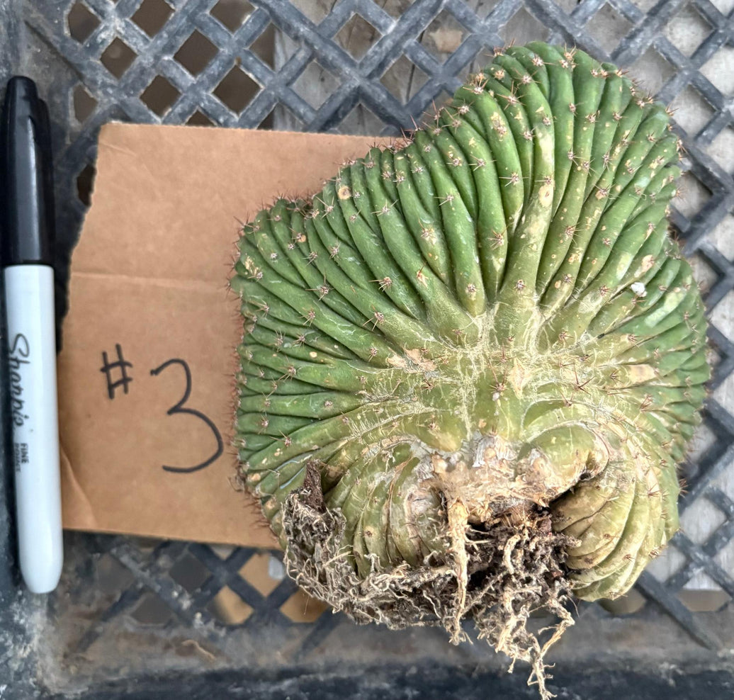 #EC260 EXACT Trichocereus Pachanoi Variegated & Crested Cactus BareRoot-Cactus - Large - Exact-The Succulent Source