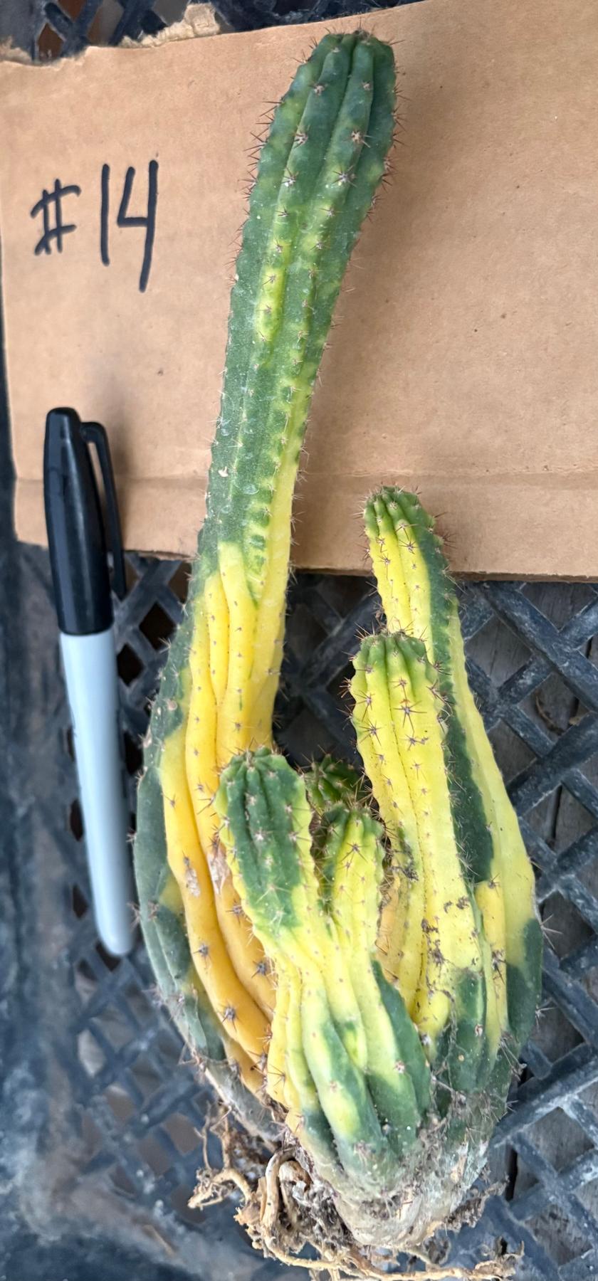 #EC260 EXACT Trichocereus Pachanoi Variegated & Crested Cactus BareRoot-Cactus - Large - Exact-The Succulent Source