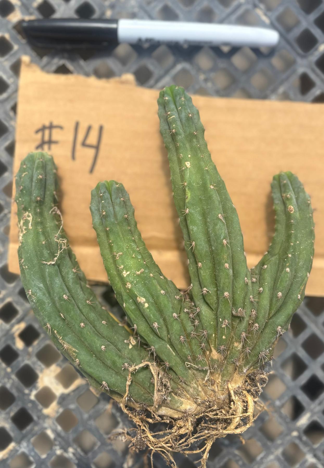 #EC260 EXACT Trichocereus Pachanoi Variegated & Crested Cactus BareRoot-Cactus - Large - Exact-The Succulent Source