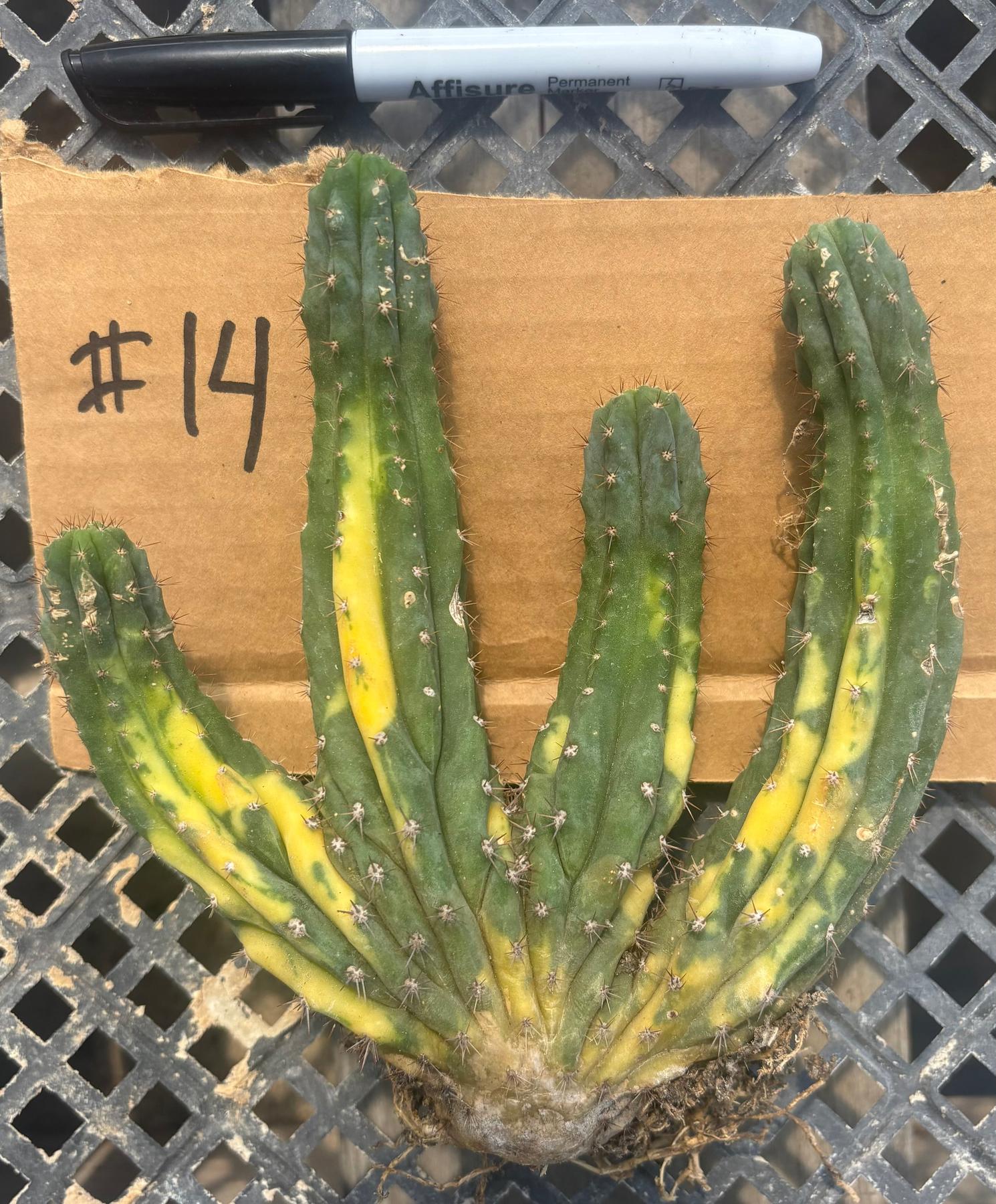 #EC260 EXACT Trichocereus Pachanoi Variegated & Crested Cactus BareRoot-Cactus - Large - Exact-The Succulent Source