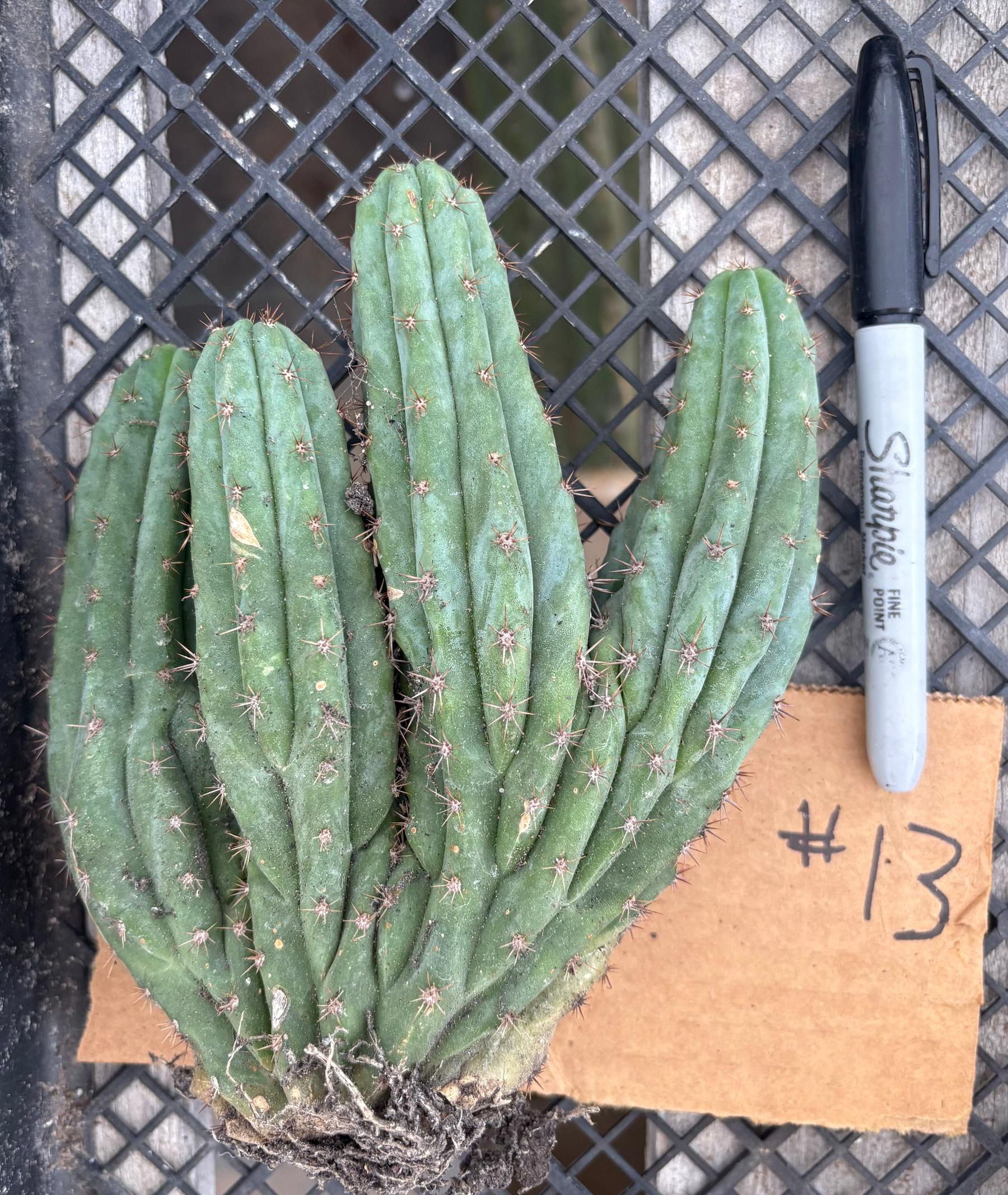 #EC260 EXACT Trichocereus Pachanoi Variegated & Crested Cactus BareRoot-Cactus - Large - Exact-The Succulent Source