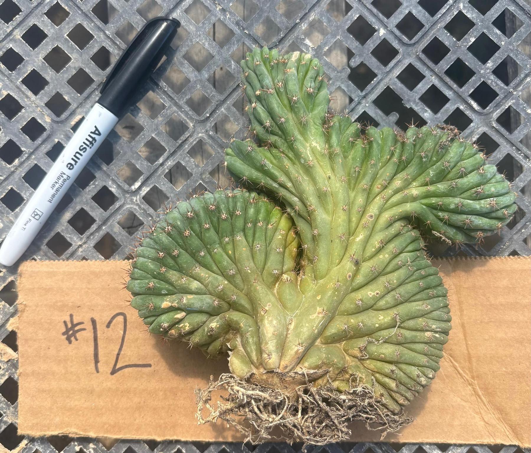 #EC260 EXACT Trichocereus Pachanoi Variegated & Crested Cactus BareRoot-Cactus - Large - Exact-The Succulent Source