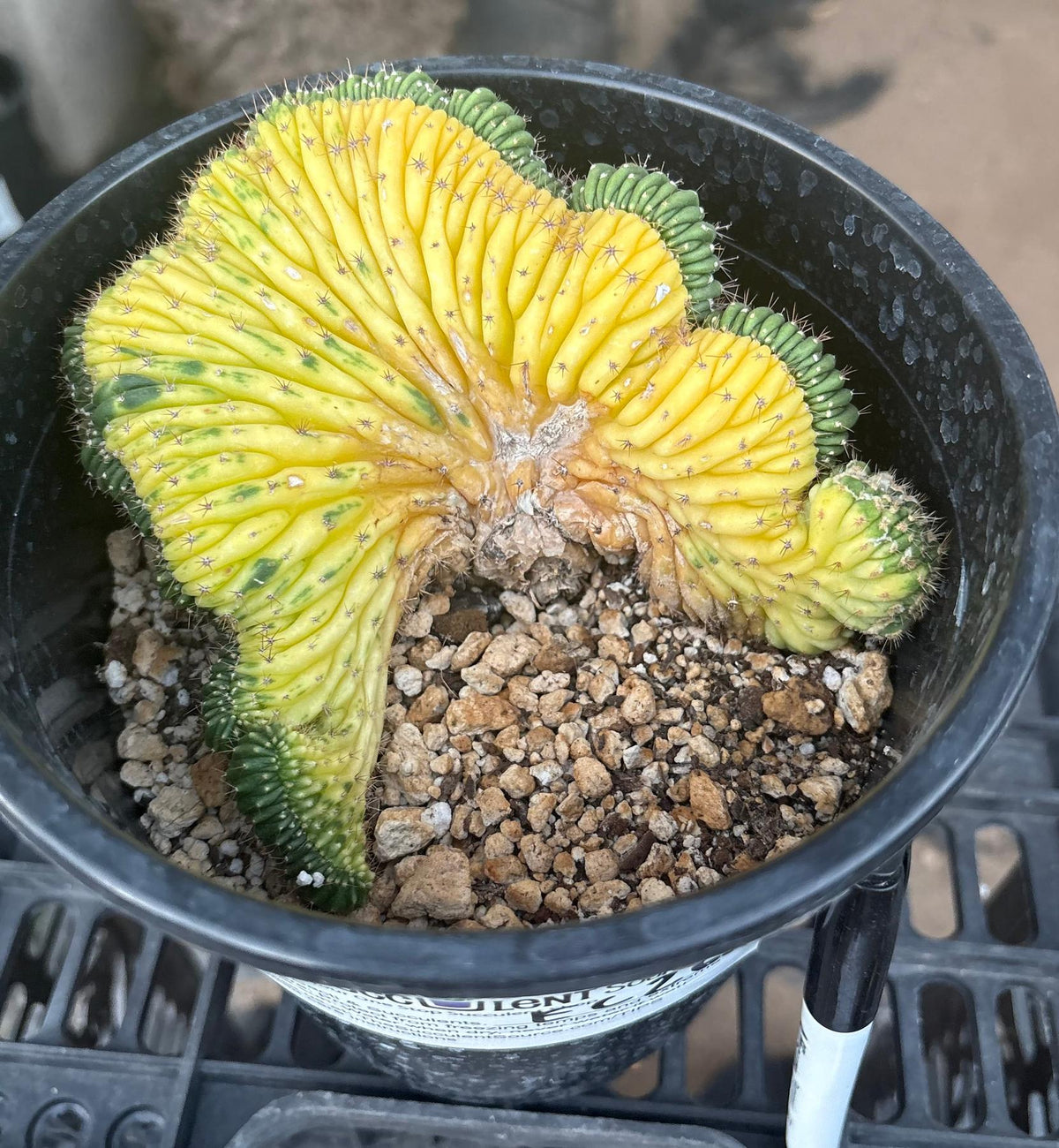 #EC260 EXACT Trichocereus Pachanoi Variegated & Crested Cactus BareRoot-Cactus - Large - Exact-The Succulent Source