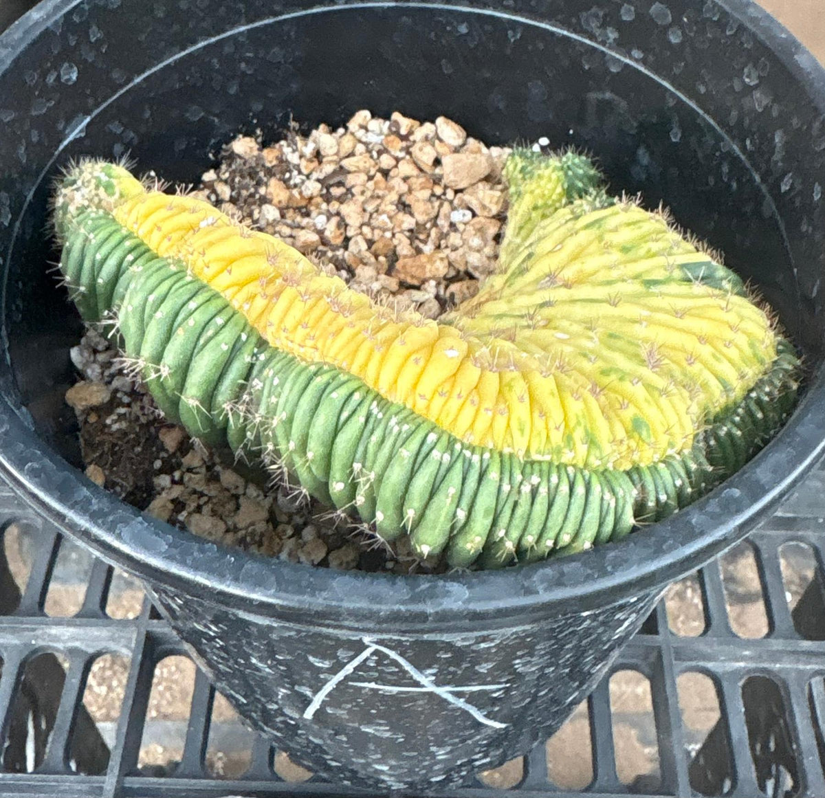 #EC260 EXACT Trichocereus Pachanoi Variegated & Crested Cactus BareRoot-Cactus - Large - Exact-The Succulent Source