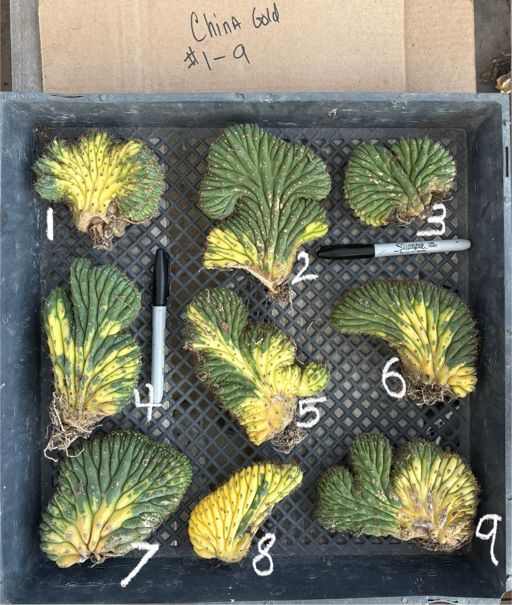 #EC260 EXACT Trichocereus Pachanoi Variegated & Crested Cactus BareRoot-Cactus - Large - Exact-The Succulent Source