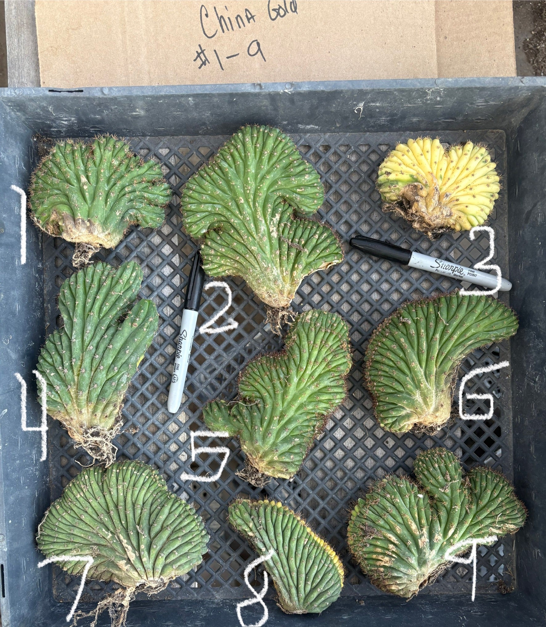 #EC260 EXACT Trichocereus Pachanoi Variegated & Crested Cactus BareRoot-Cactus - Large - Exact-The Succulent Source