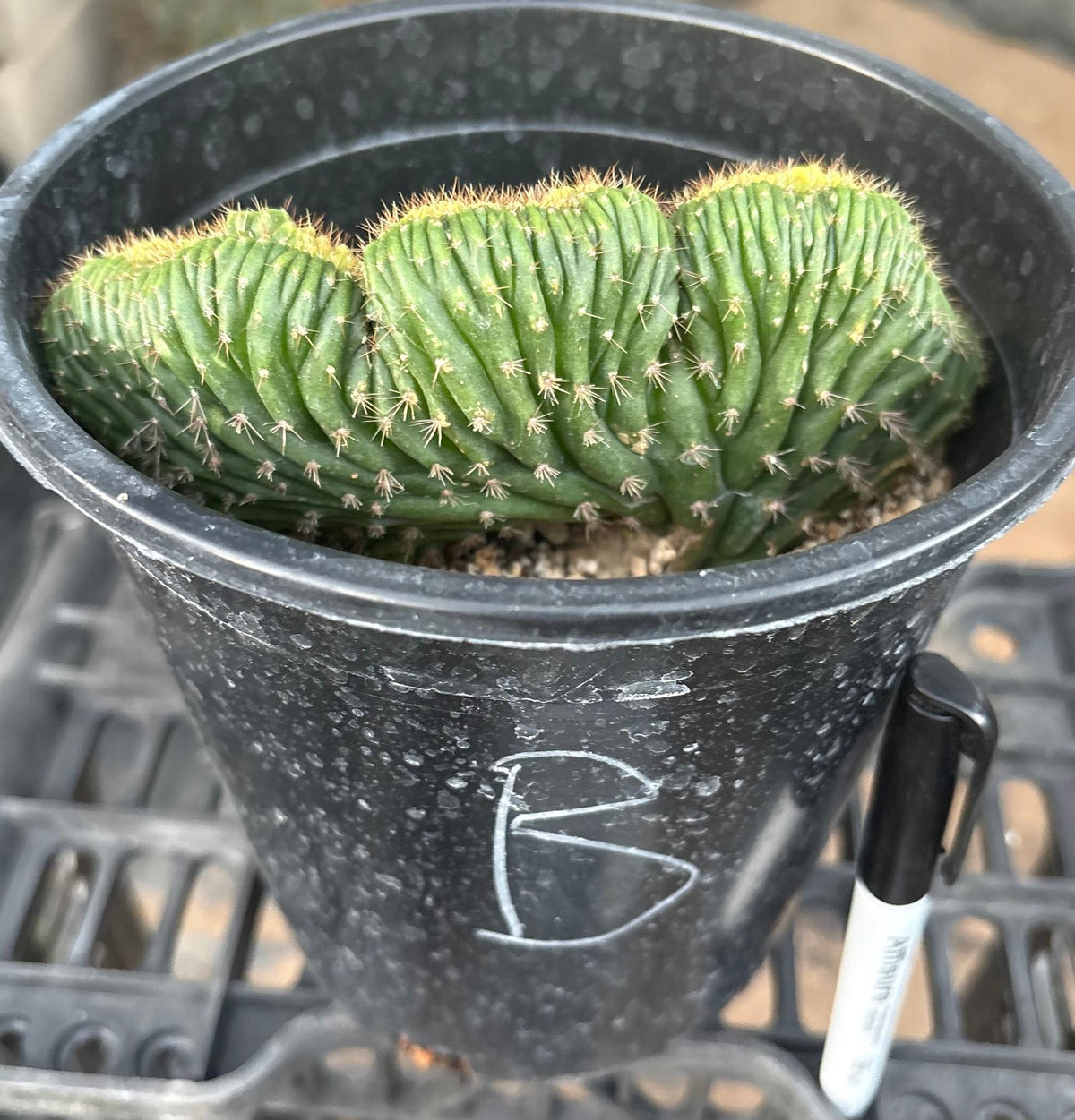 #EC260 EXACT Trichocereus Pachanoi Variegated & Crested Cactus BareRoot-Cactus - Large - Exact-The Succulent Source