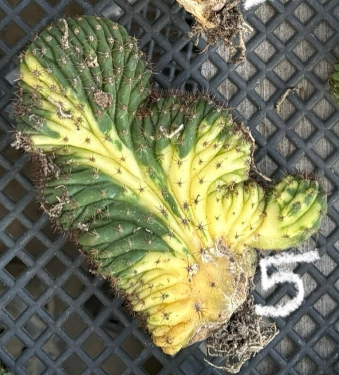 #EC260 EXACT Trichocereus Pachanoi Variegated & Crested Cactus BareRoot-Cactus - Large - Exact-The Succulent Source