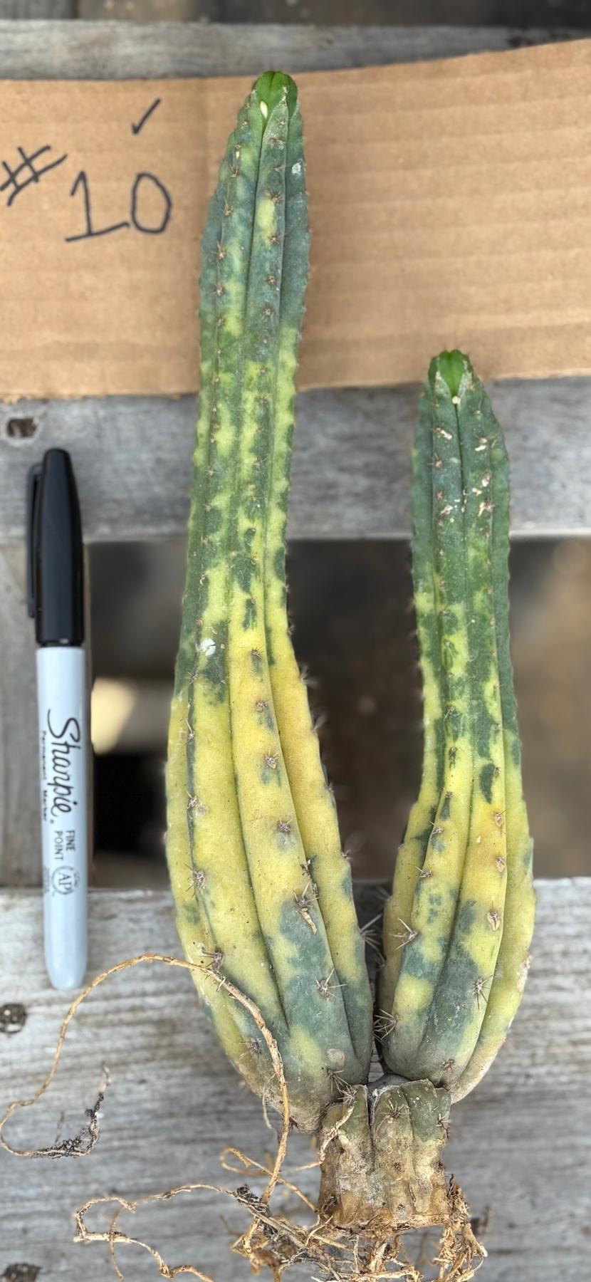 #EC260 EXACT Trichocereus Pachanoi Variegated & Crested Cactus BareRoot-Cactus - Large - Exact-The Succulent Source