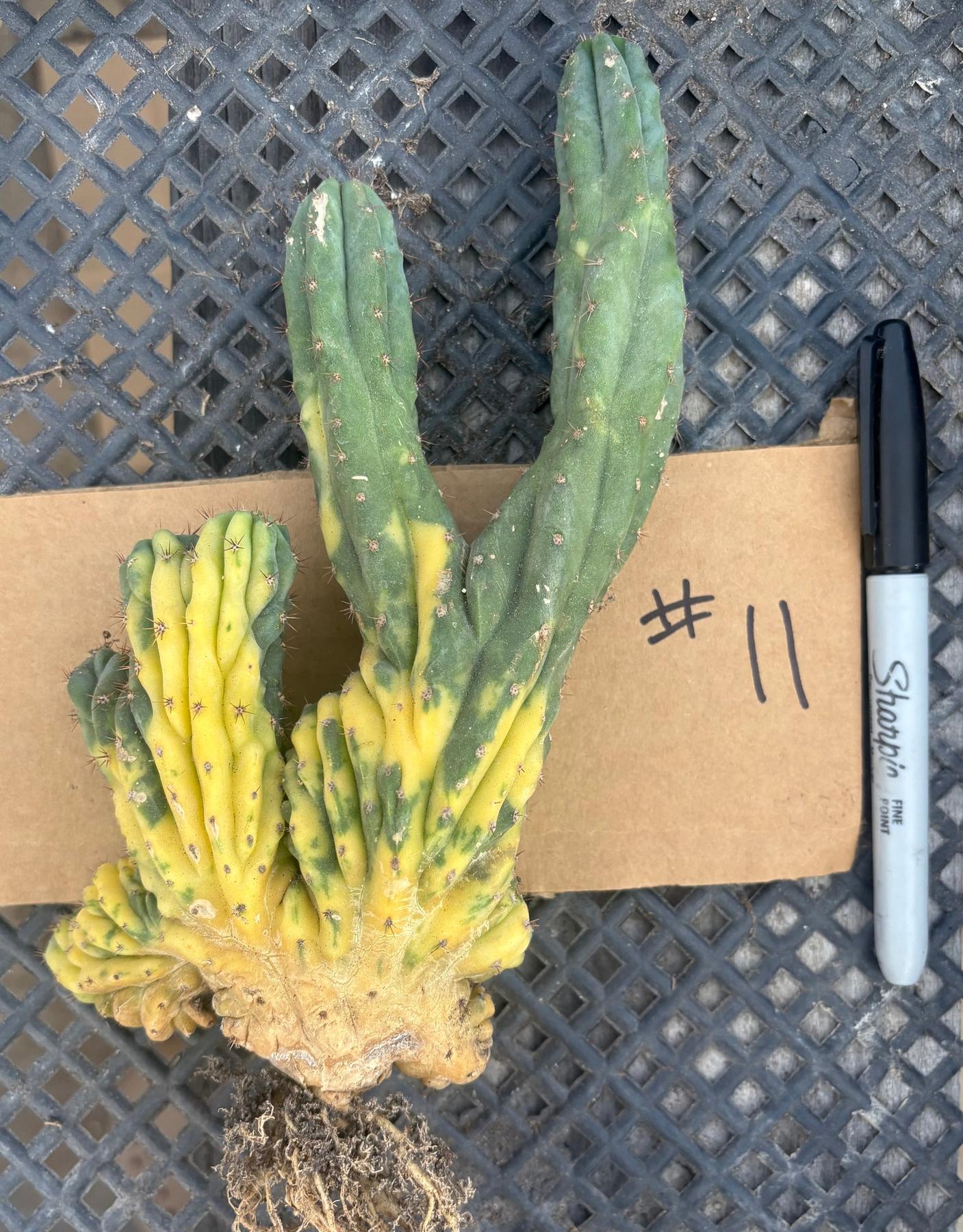 #EC260 EXACT Trichocereus Pachanoi Variegated & Crested Cactus BareRoot-Cactus - Large - Exact-The Succulent Source