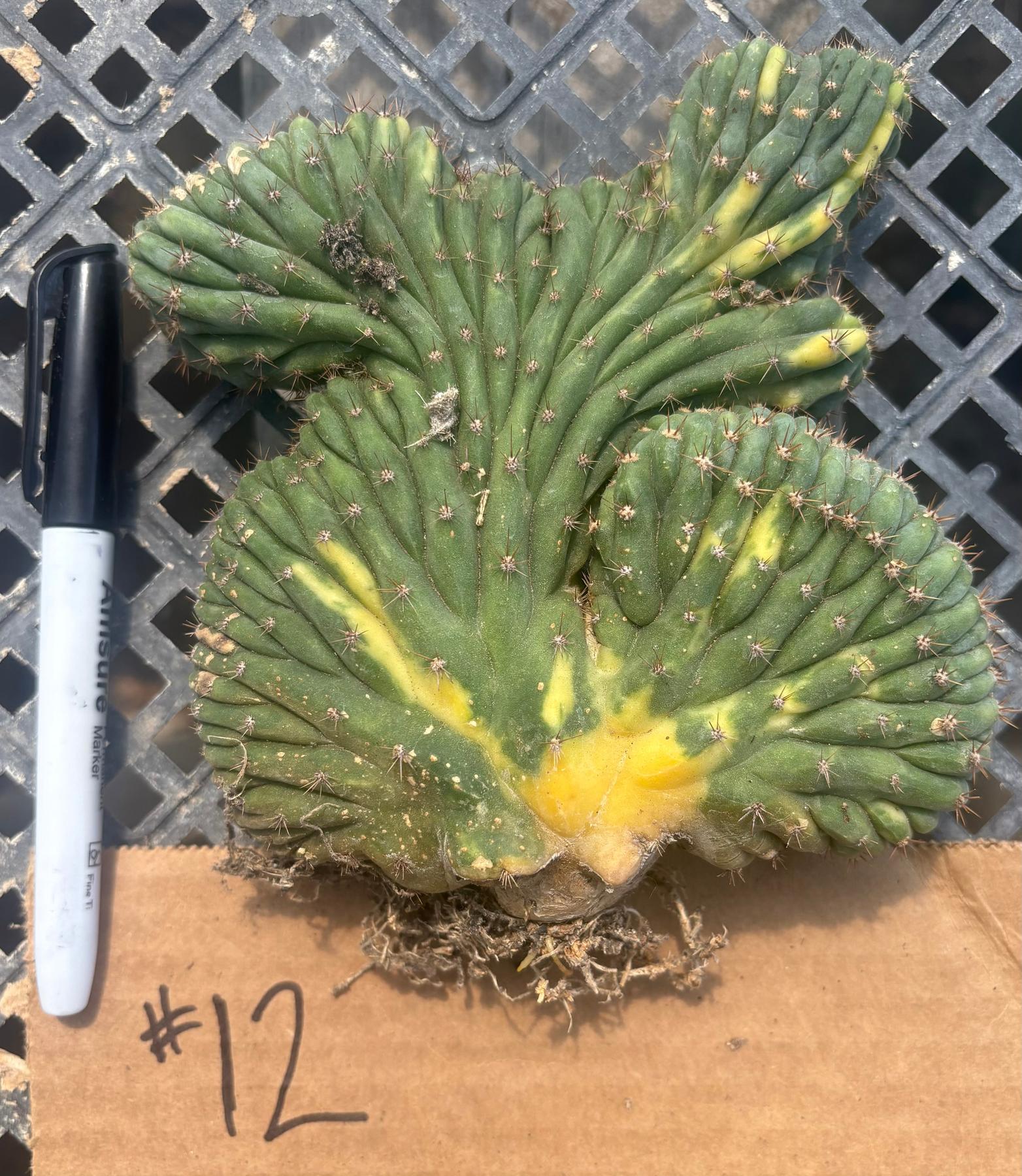 #EC260 EXACT Trichocereus Pachanoi Variegated & Crested Cactus BareRoot-Cactus - Large - Exact-The Succulent Source