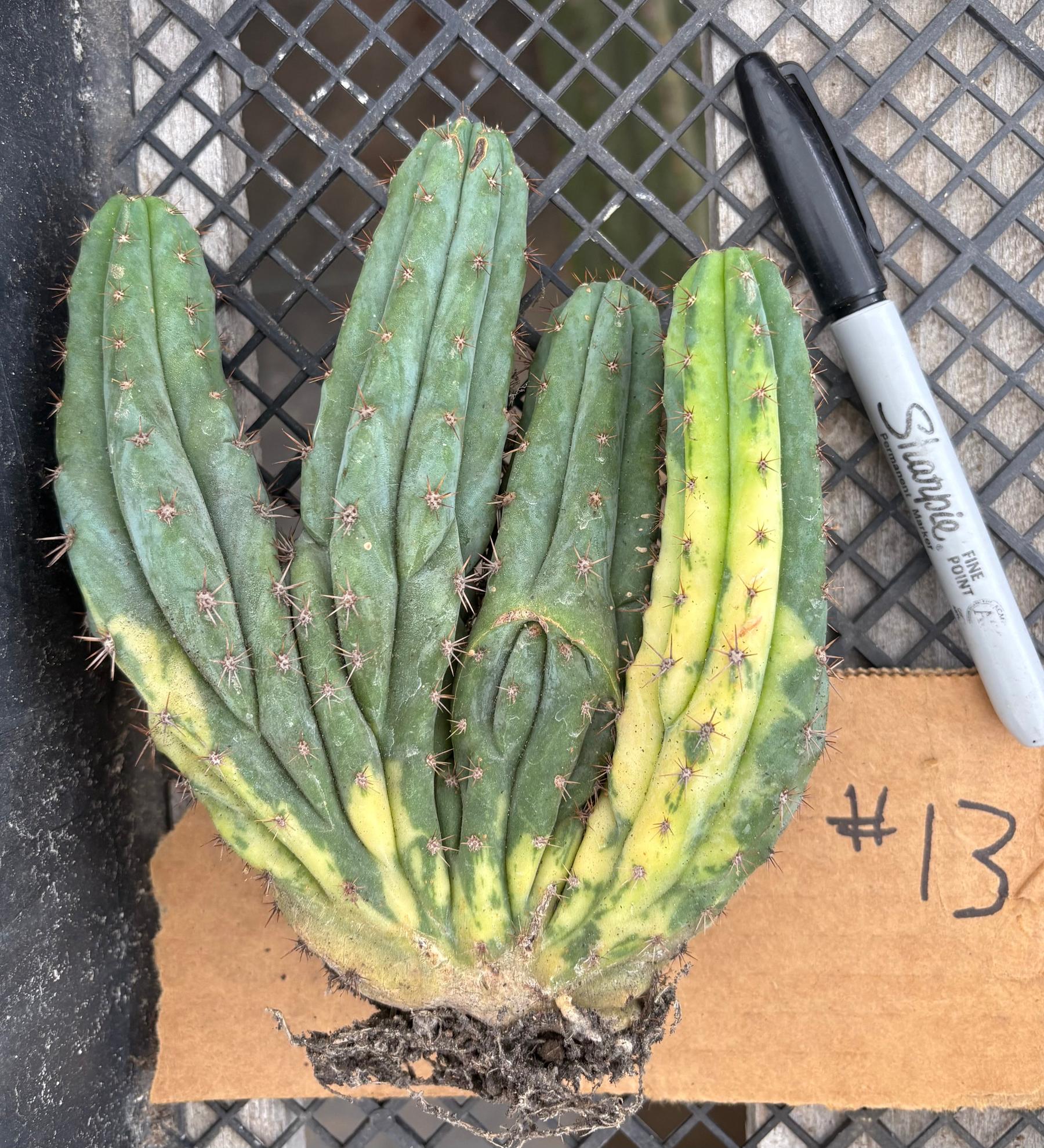 #EC260 EXACT Trichocereus Pachanoi Variegated & Crested Cactus BareRoot-Cactus - Large - Exact-The Succulent Source