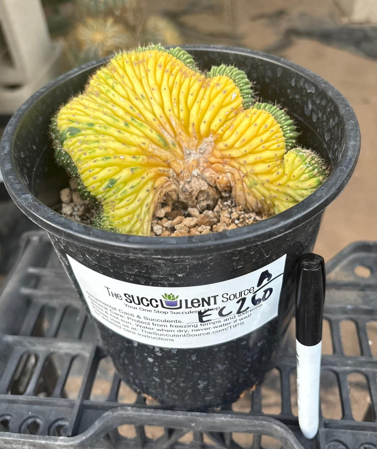 #EC260 EXACT Trichocereus Pachanoi Variegated & Crested Cactus BareRoot-Cactus - Large - Exact-The Succulent Source