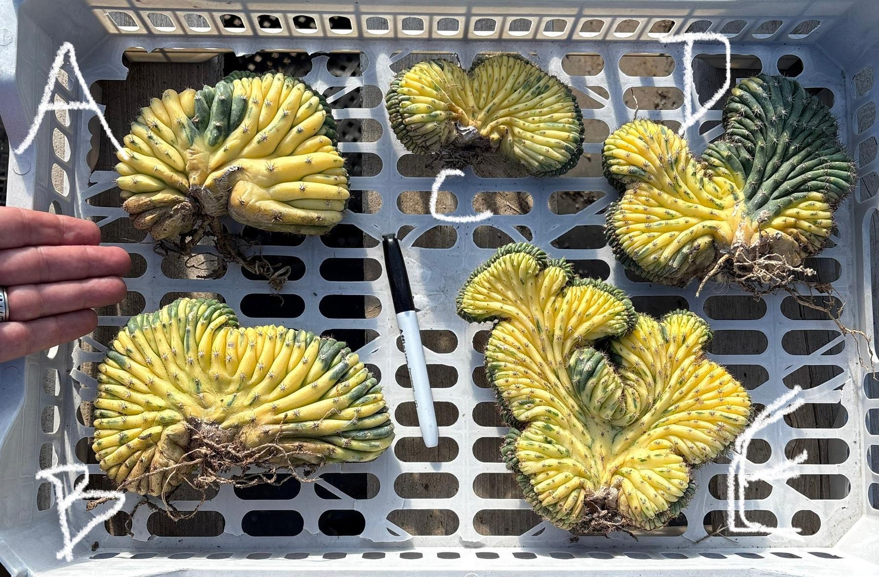 #EC260 EXACT Trichocereus Pachanoi Variegated & Crested Cactus BareRoot-Cactus - Large - Exact-The Succulent Source